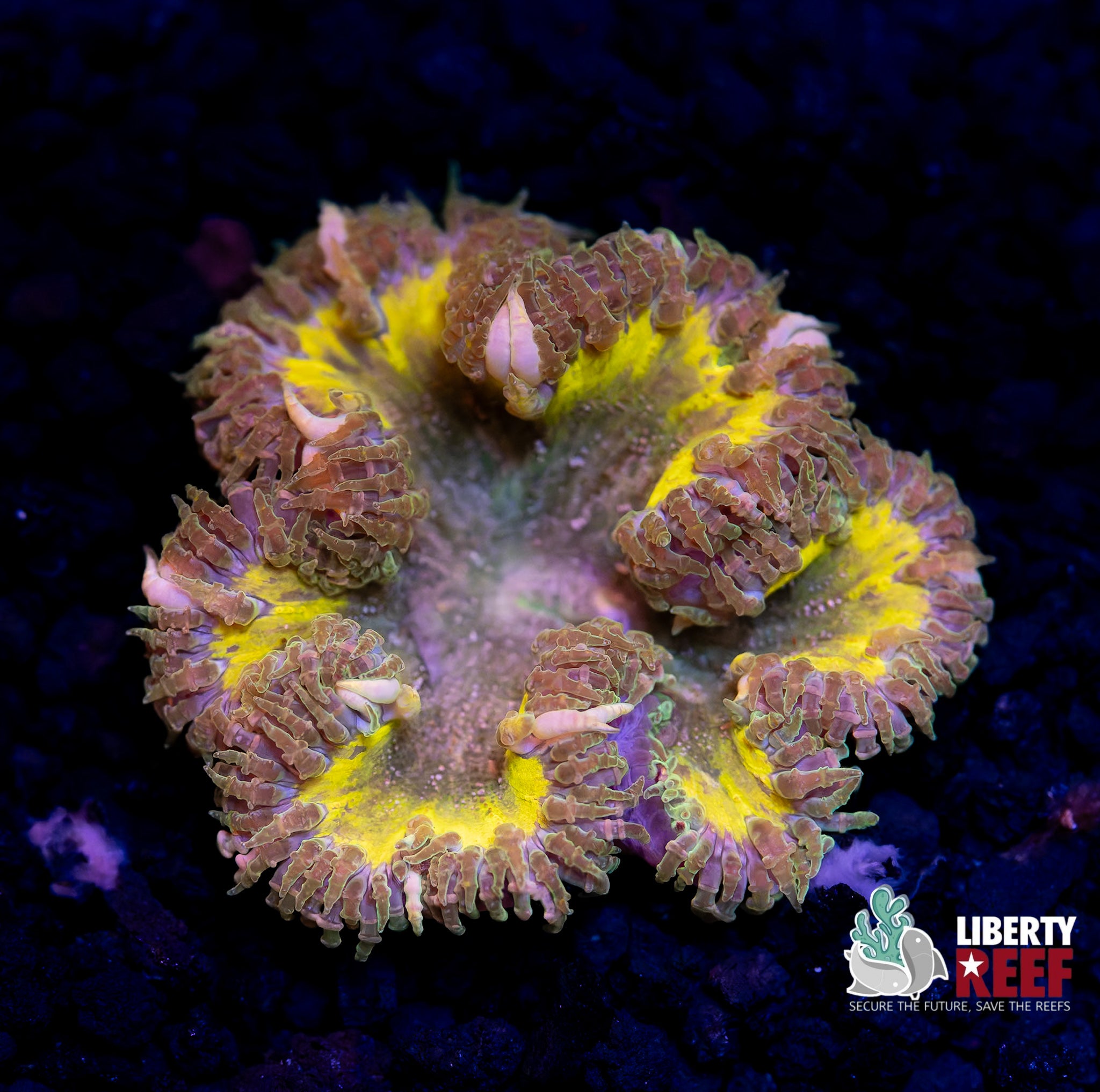 Highlighter Rock Flower Anenome