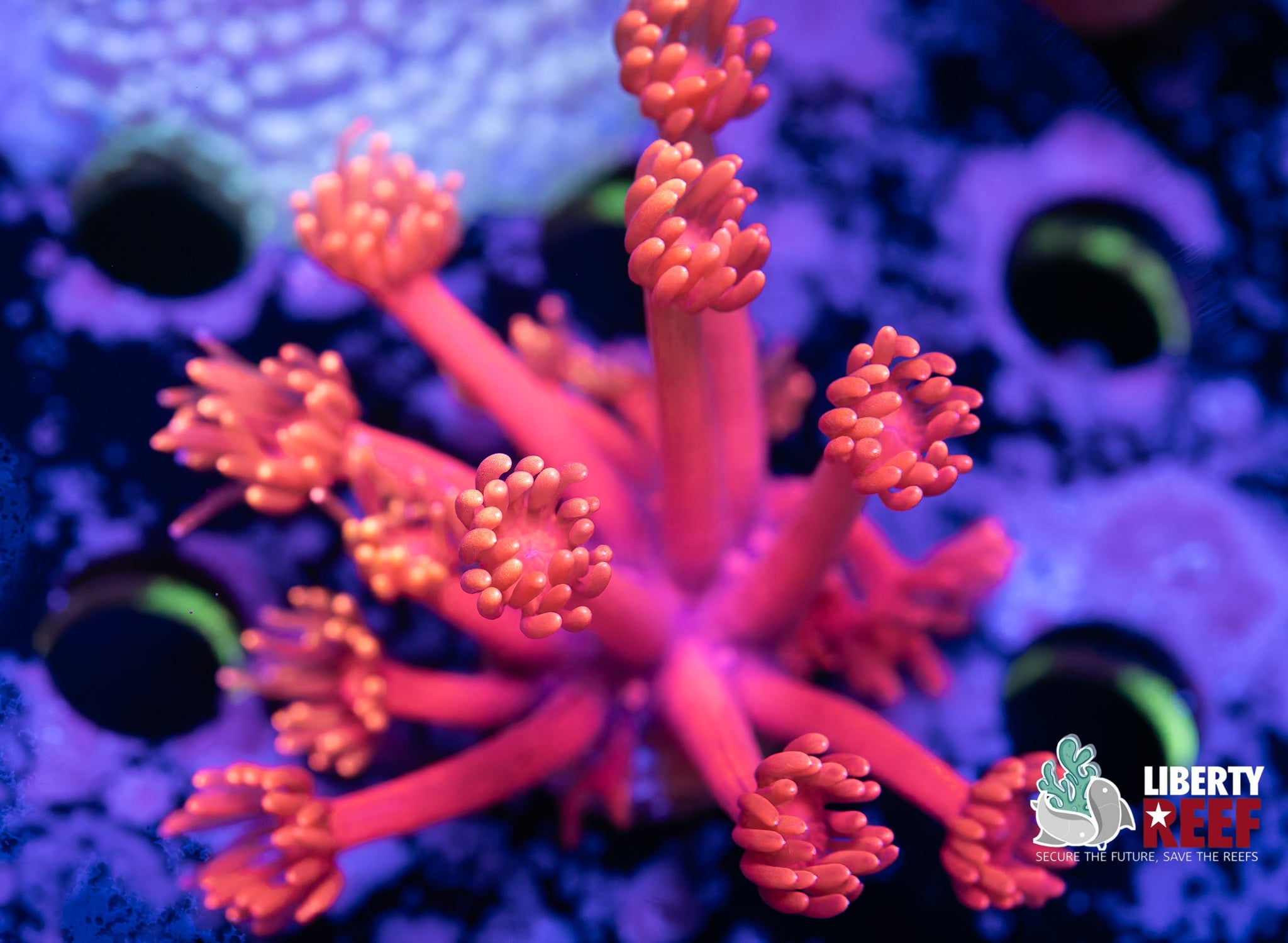 Metallic Red Goniopora