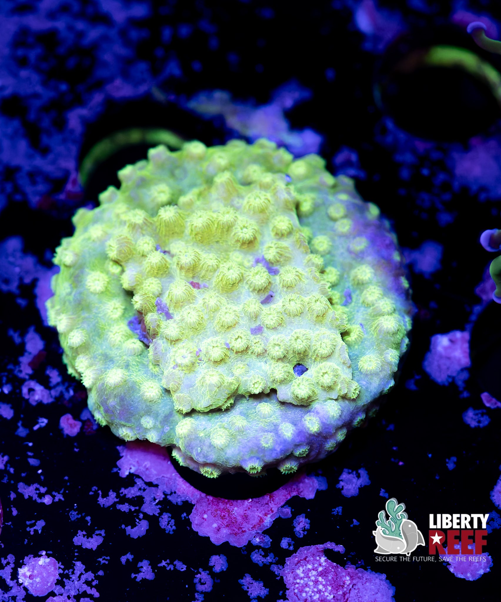Biota Sour Apple Cyphastrea