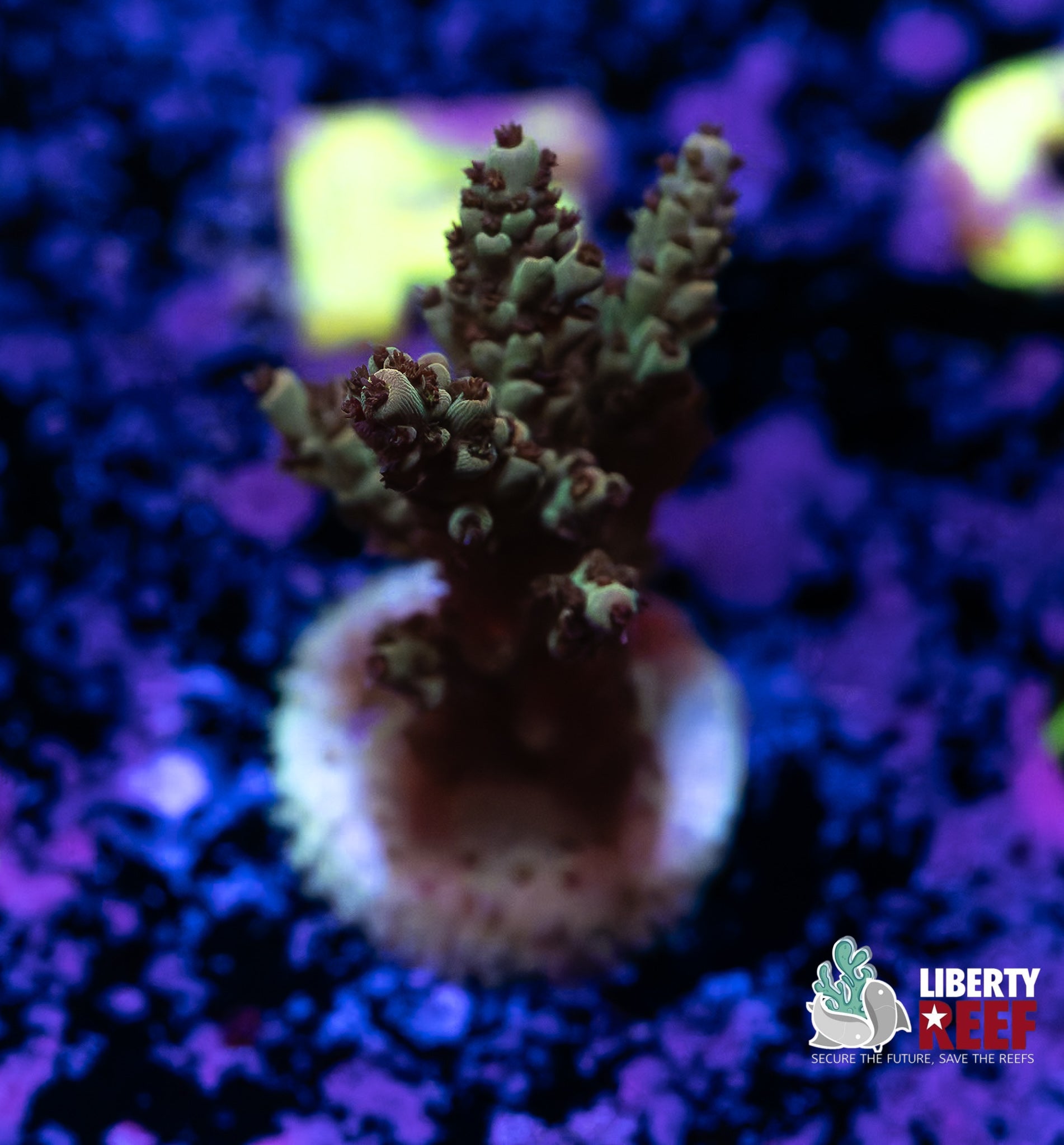 Forest Green Acro