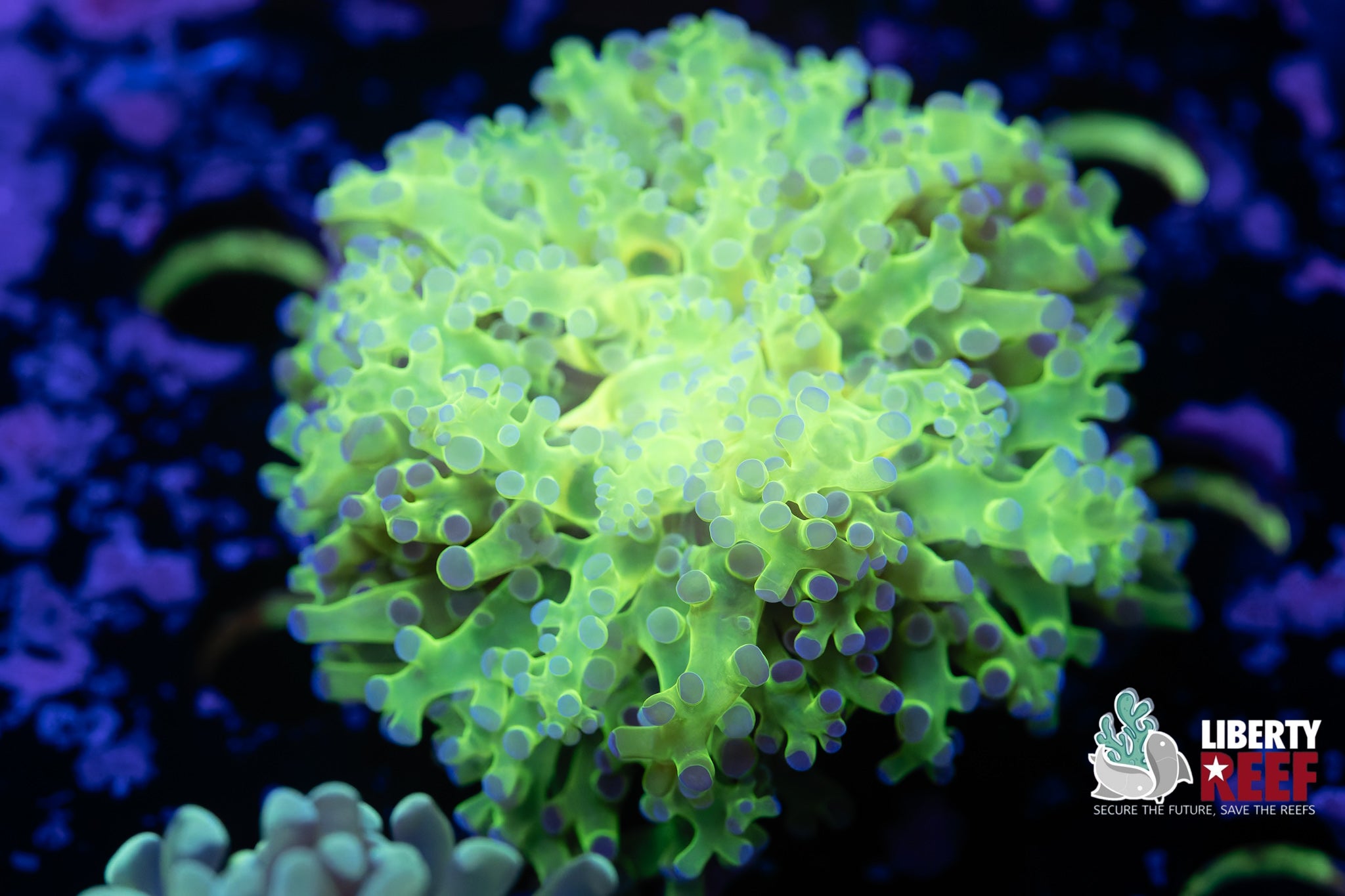 Toxic Frogspawn