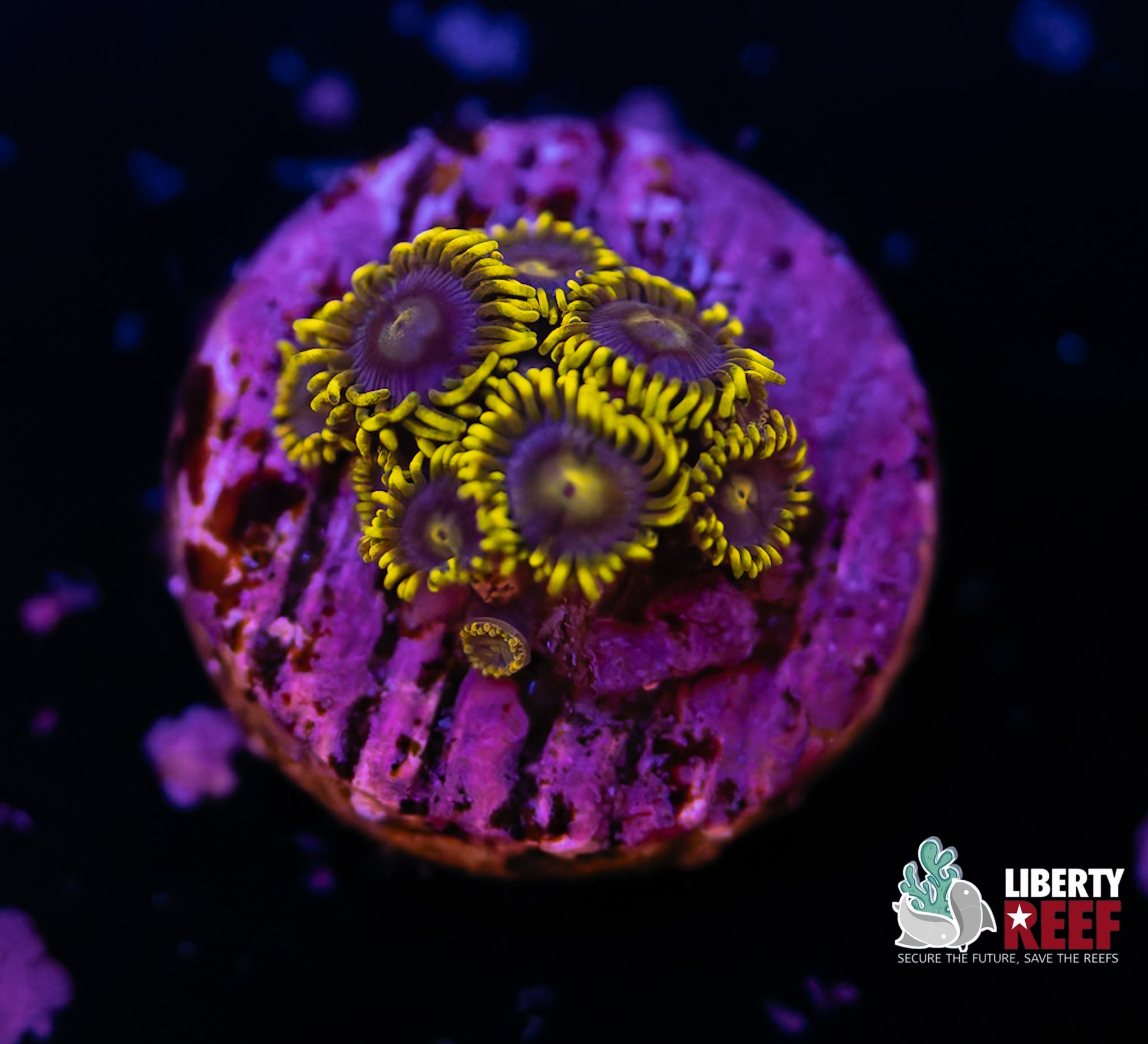 Blueberry Fields Zoas