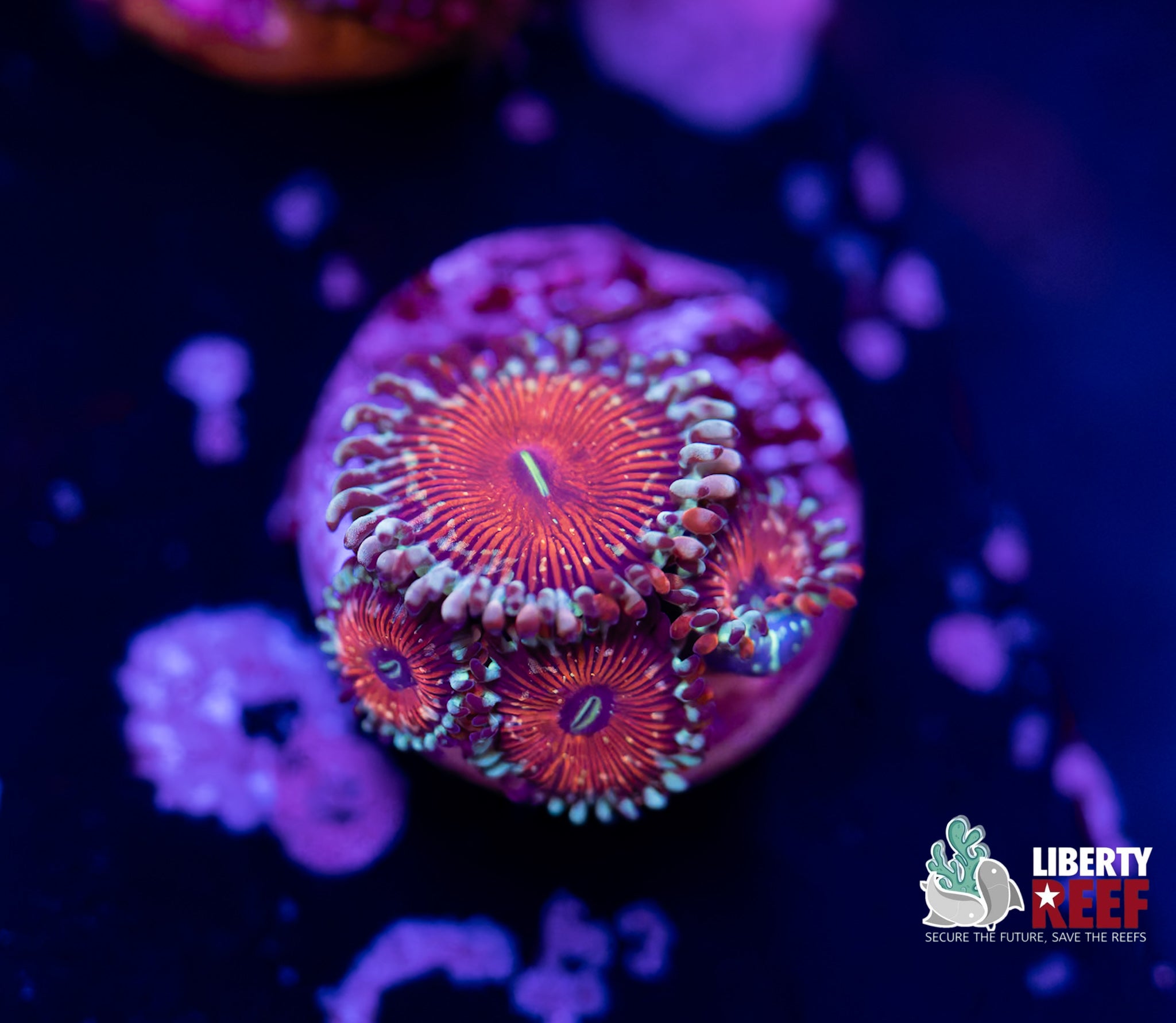 Seduction Zoas