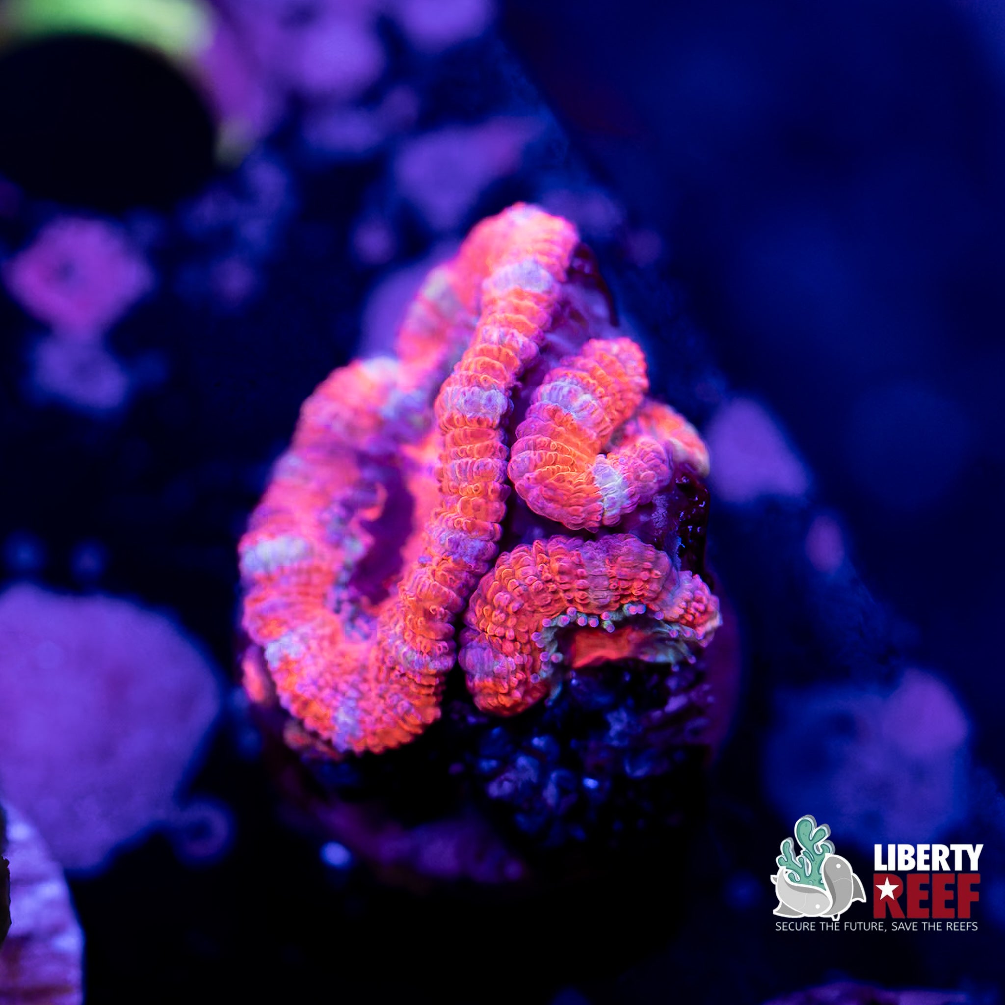 Red Stitches Acan Frag
