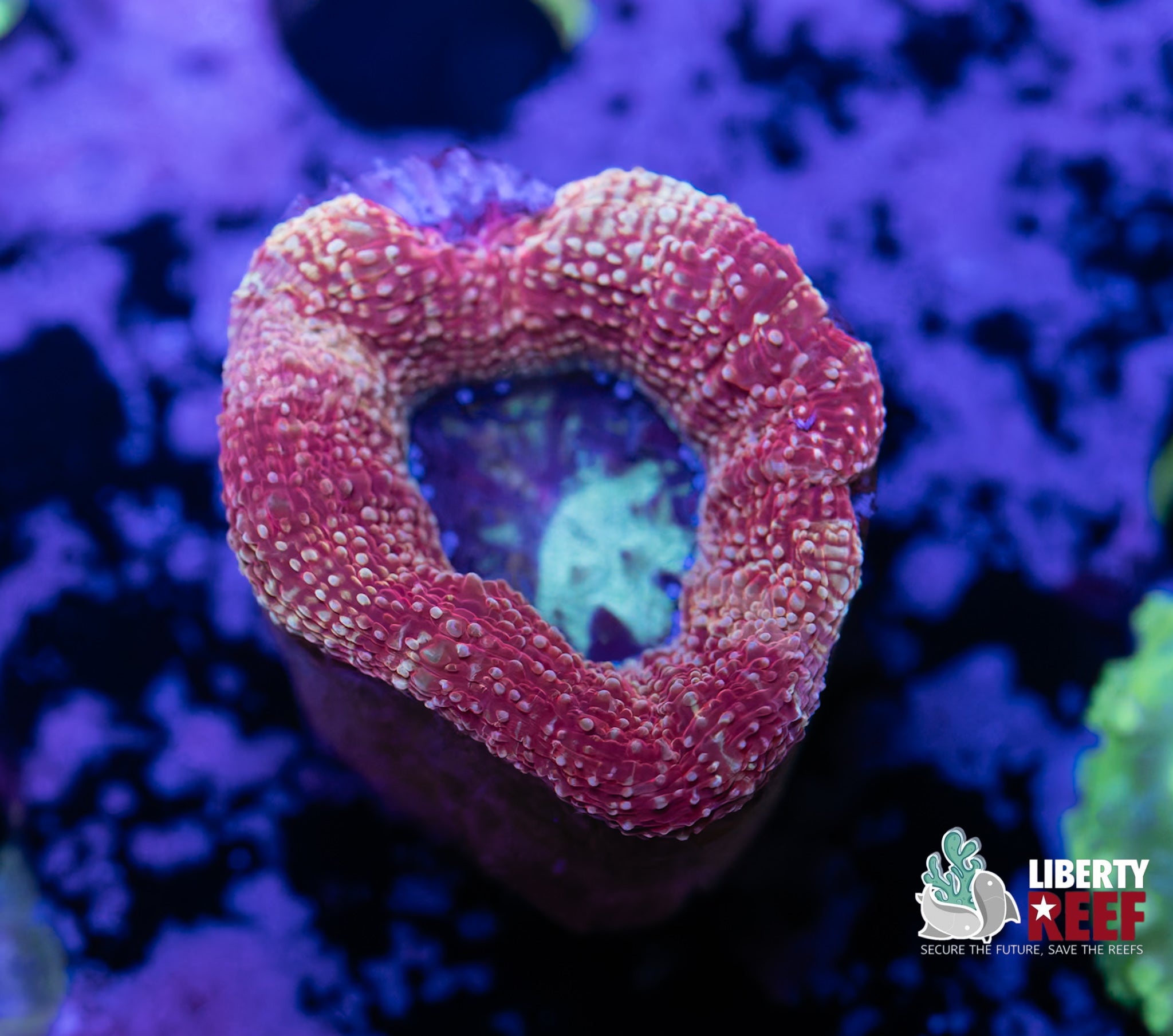 Red Heart Bowerbanki