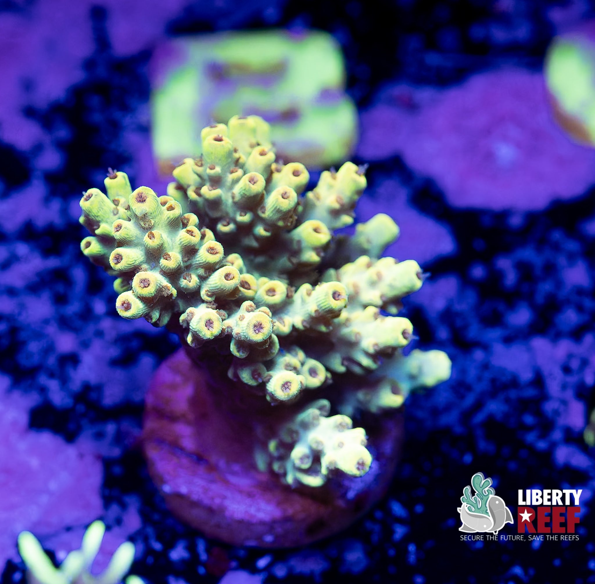 Golden Schnitzel Acro Chunk