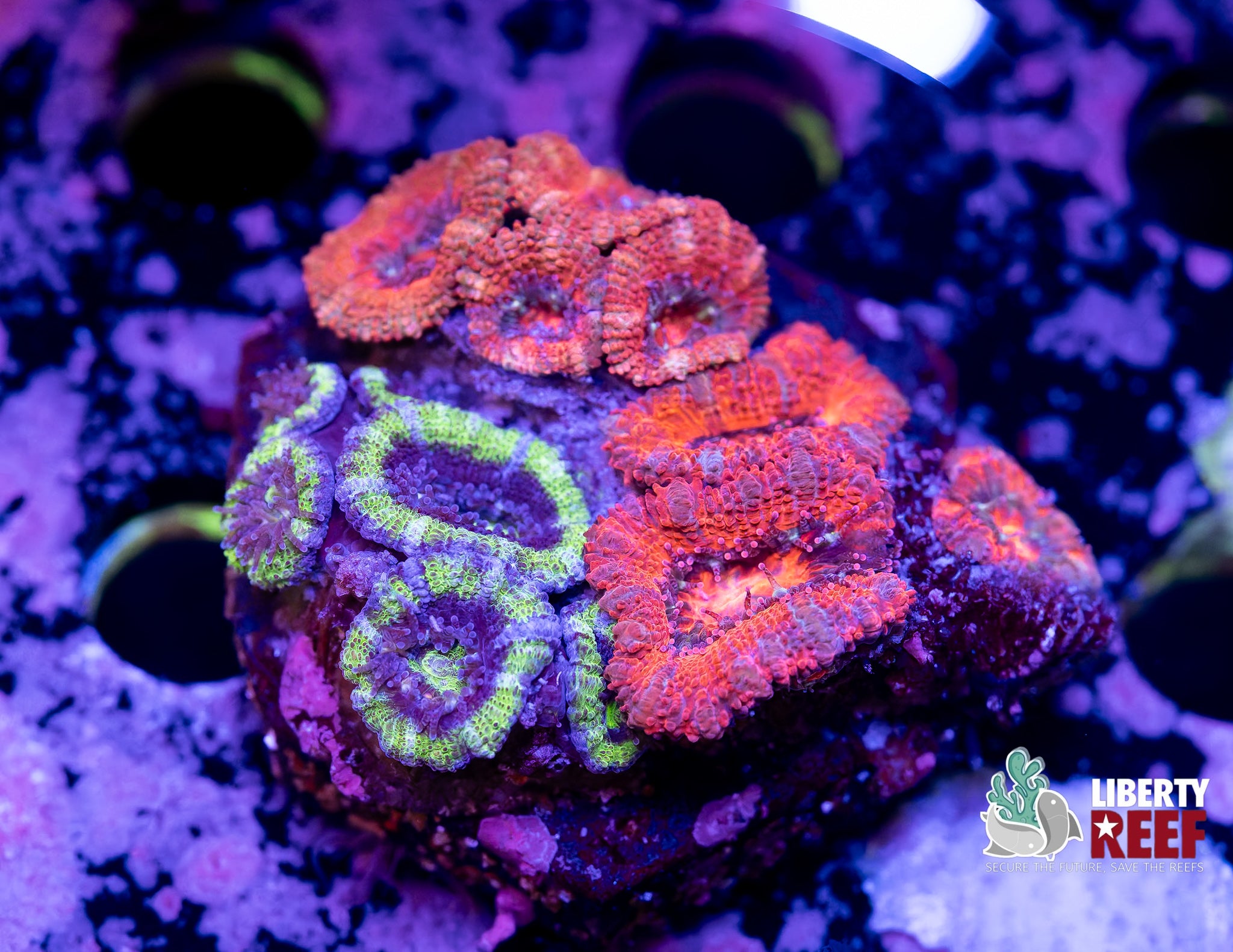 Acan Garden