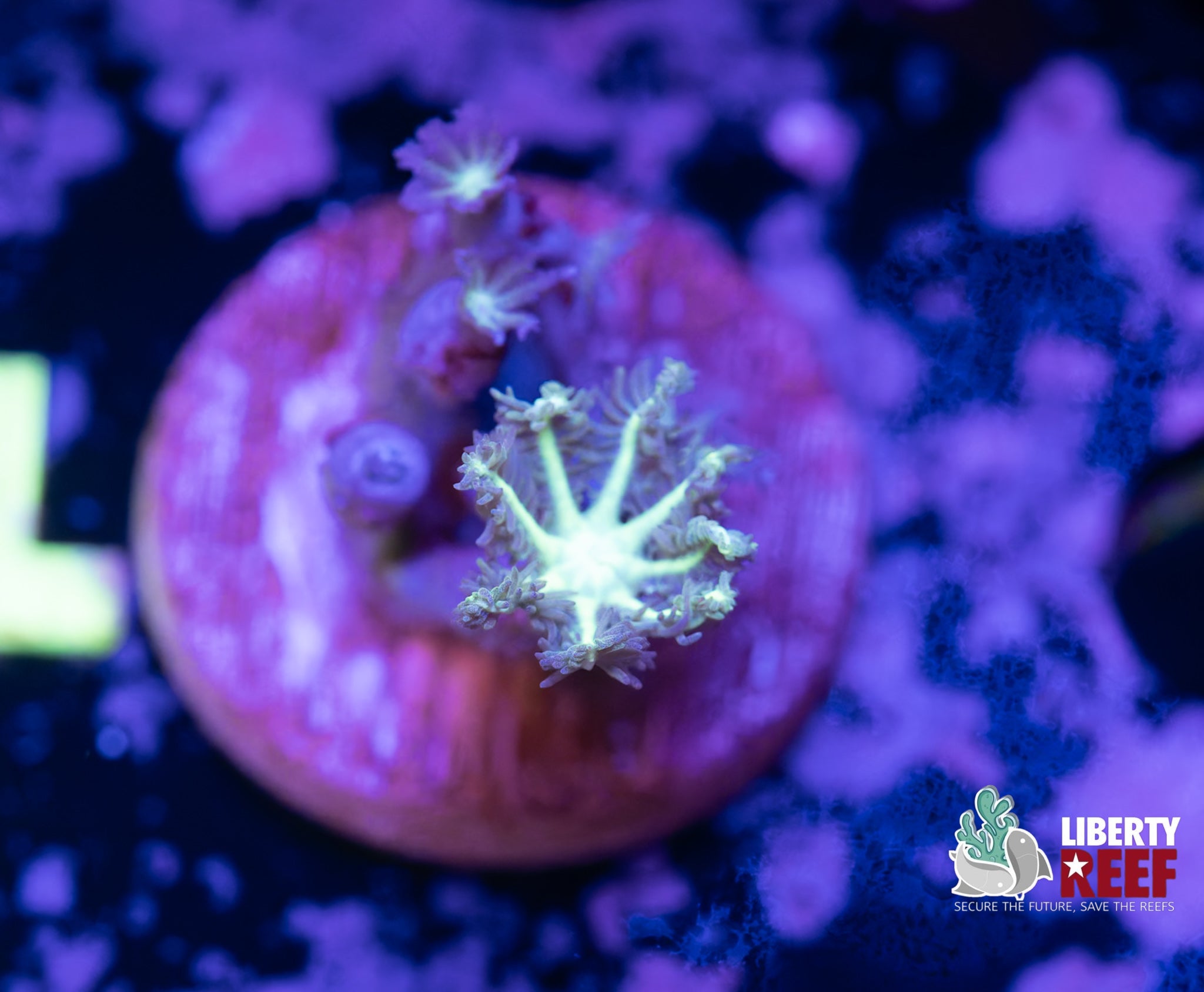 Neon Clove Polyps