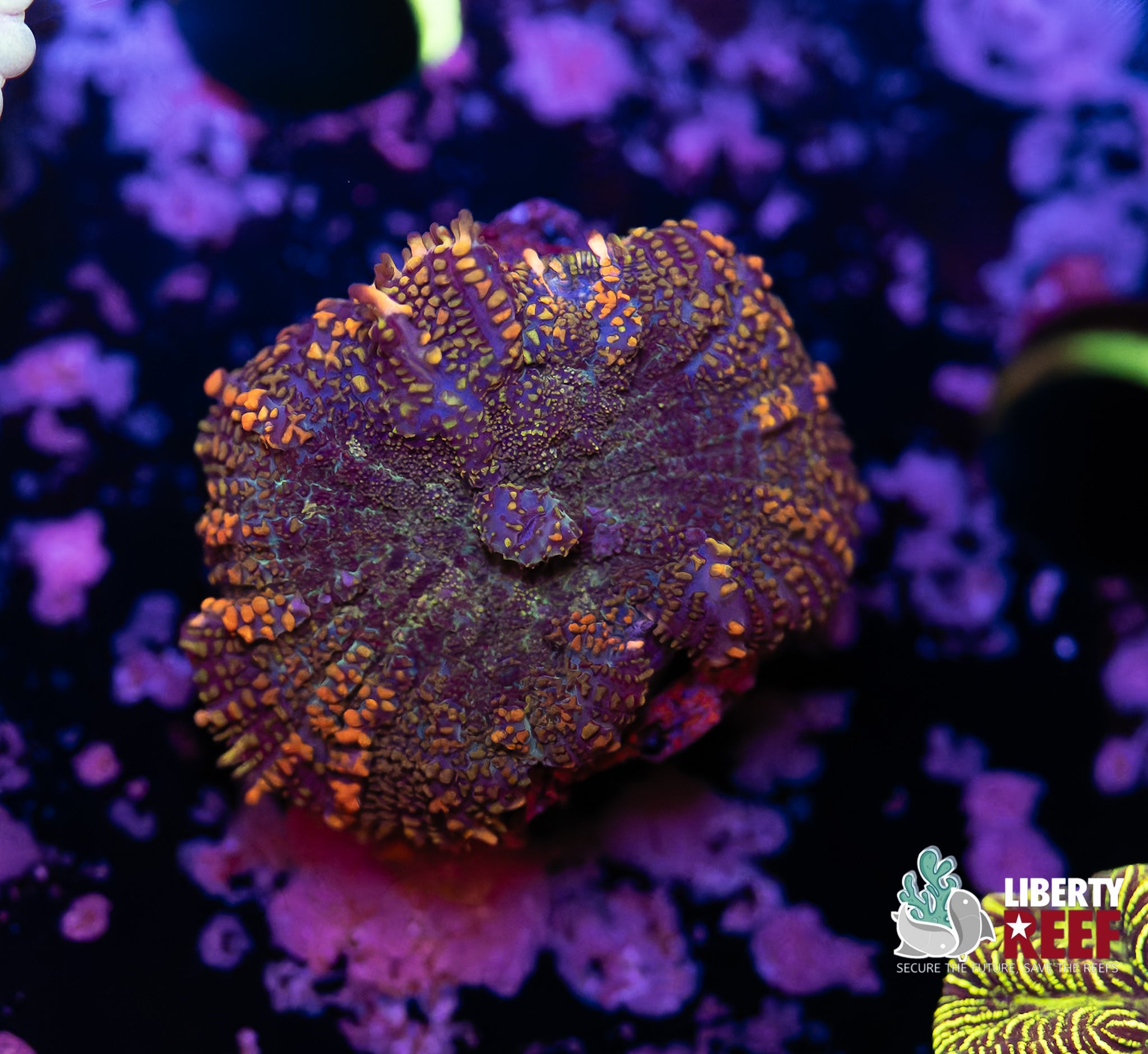 Dragon Breath Mushroom