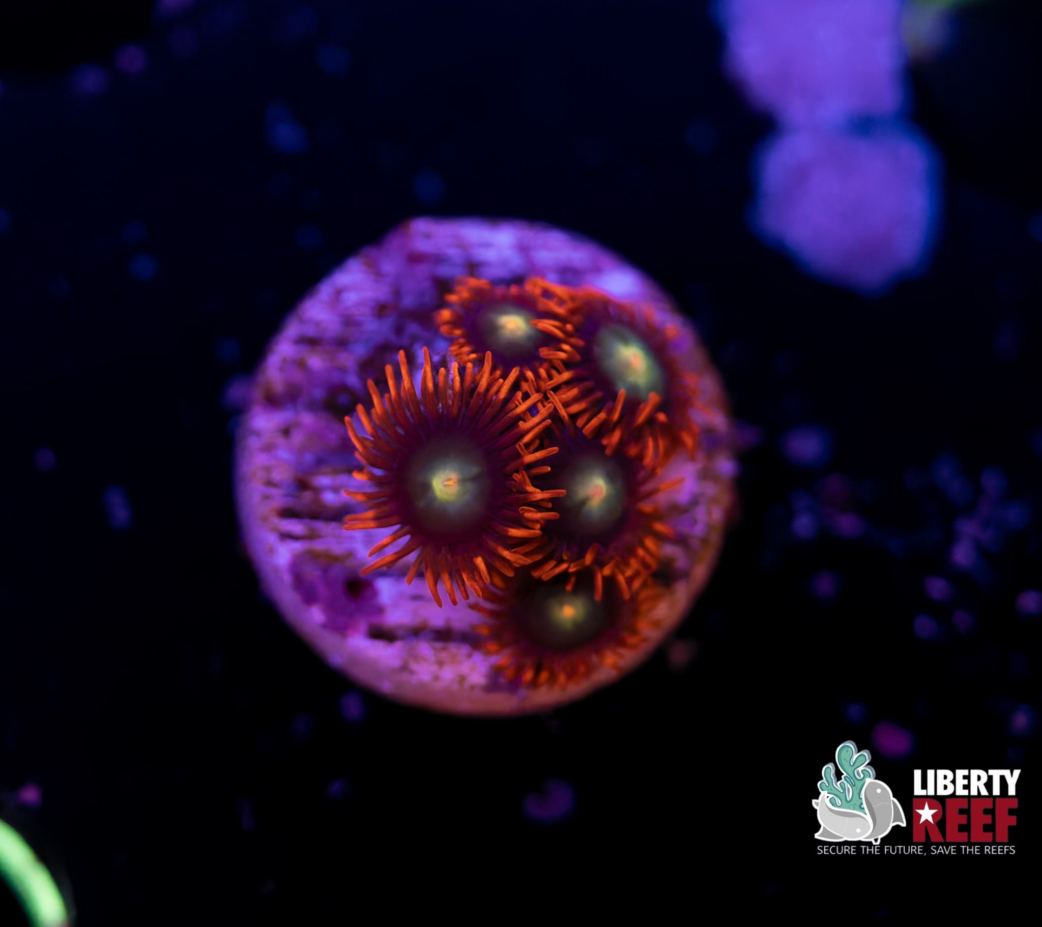 Punk Rocker Zoas