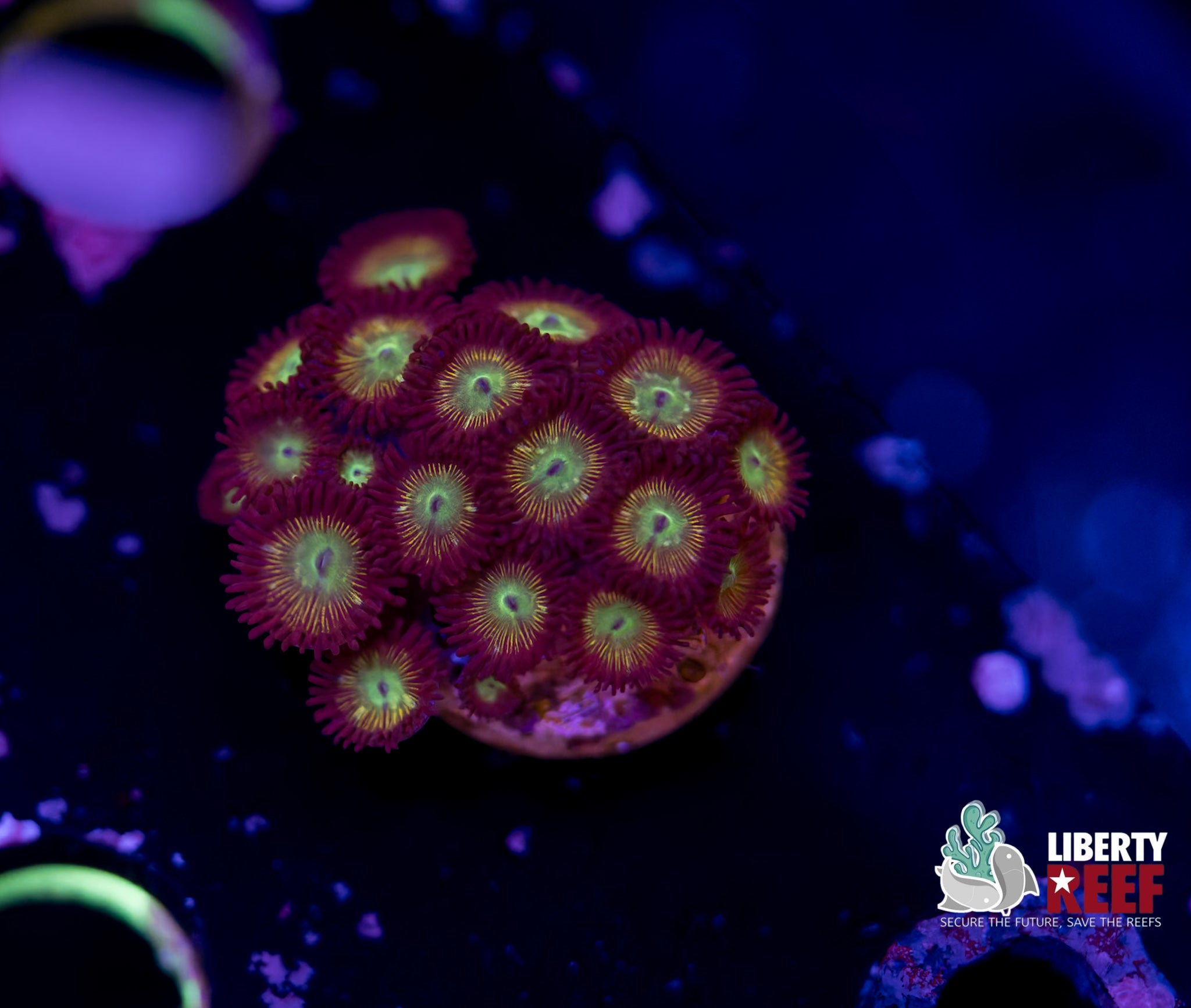 Nuclear Meltdown Zoas