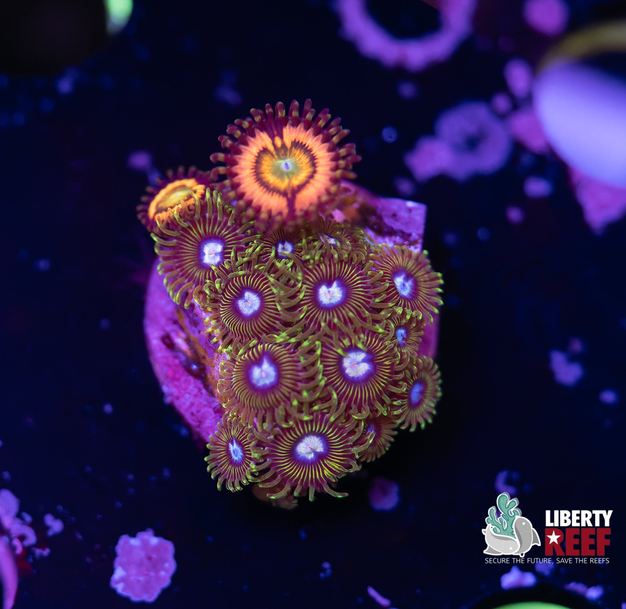Zoa Combo Frag