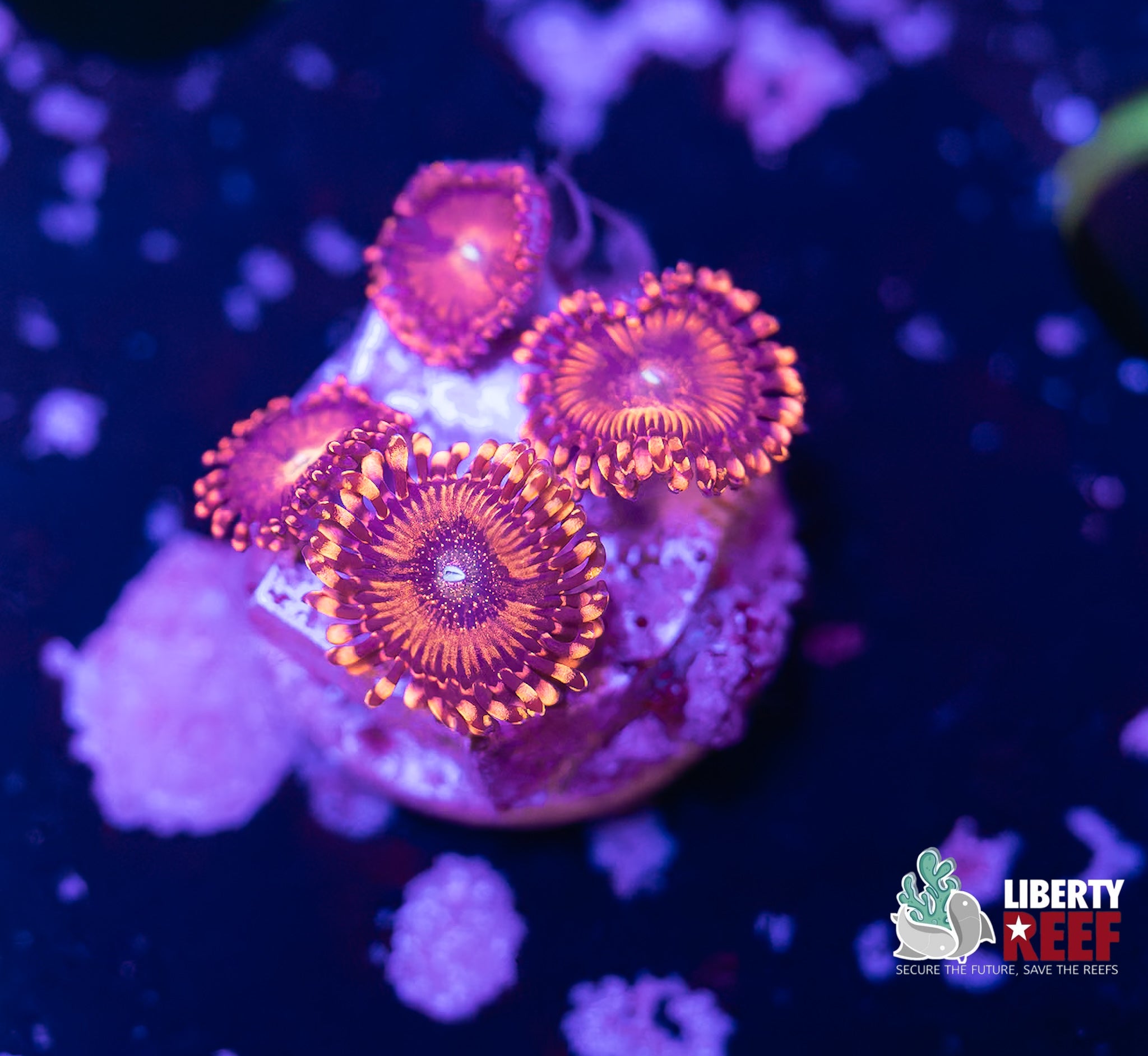 Halle Berry Zoas