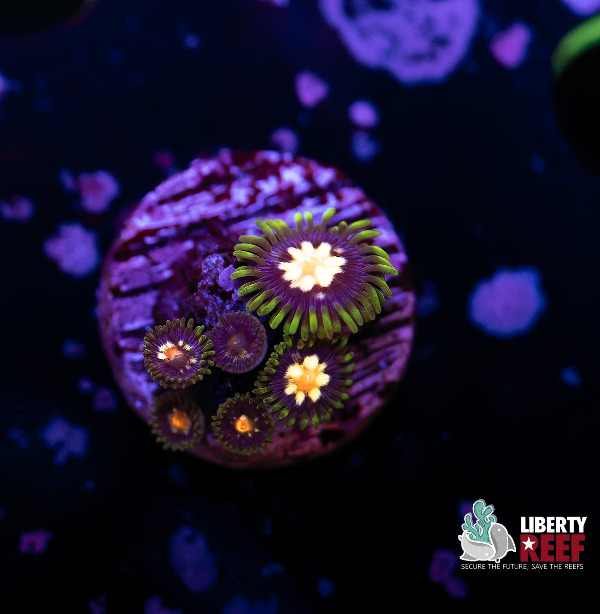 Jason Fox Stargazers Zoas