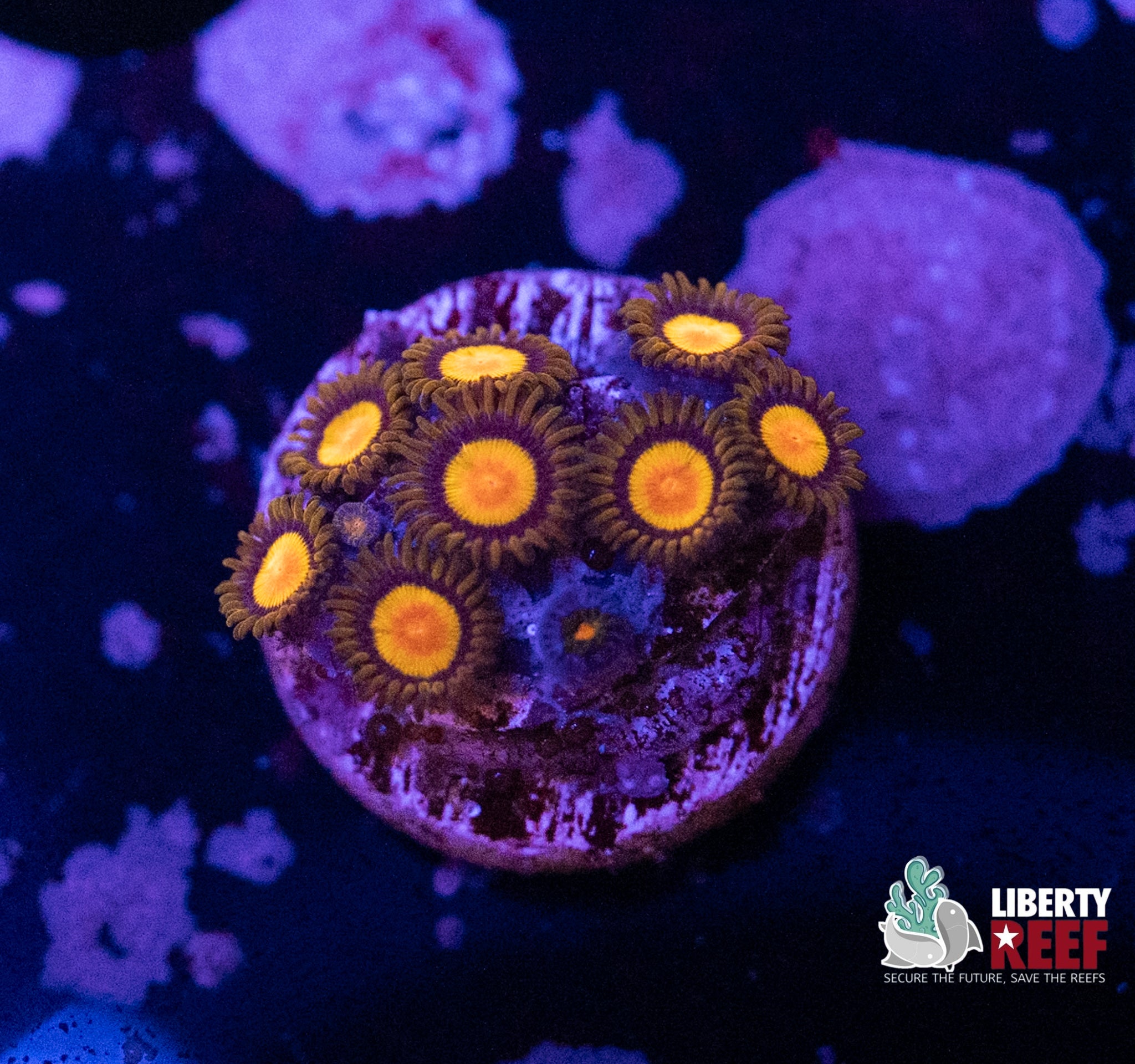King Midas Zoas