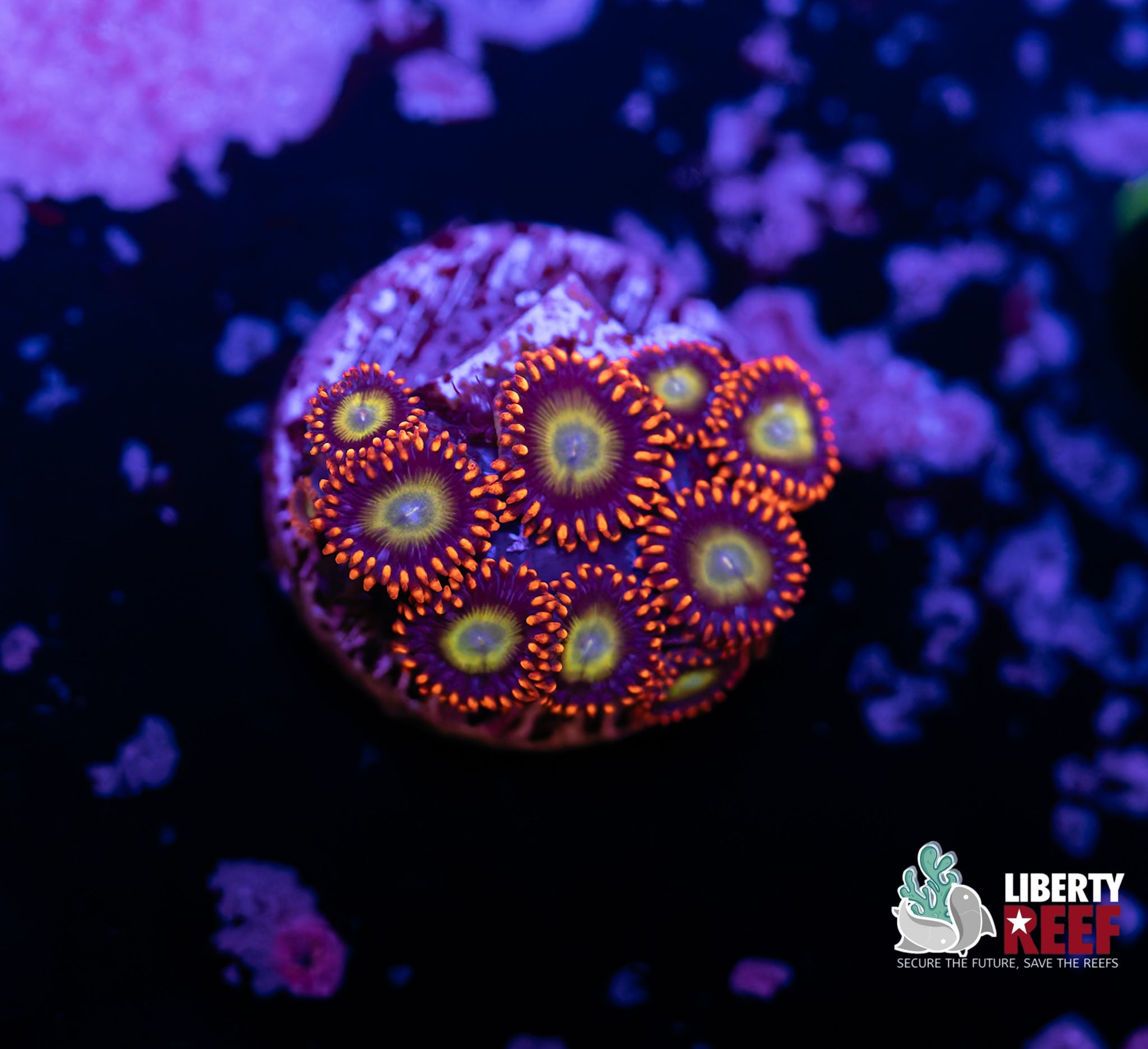 Circus Zoas