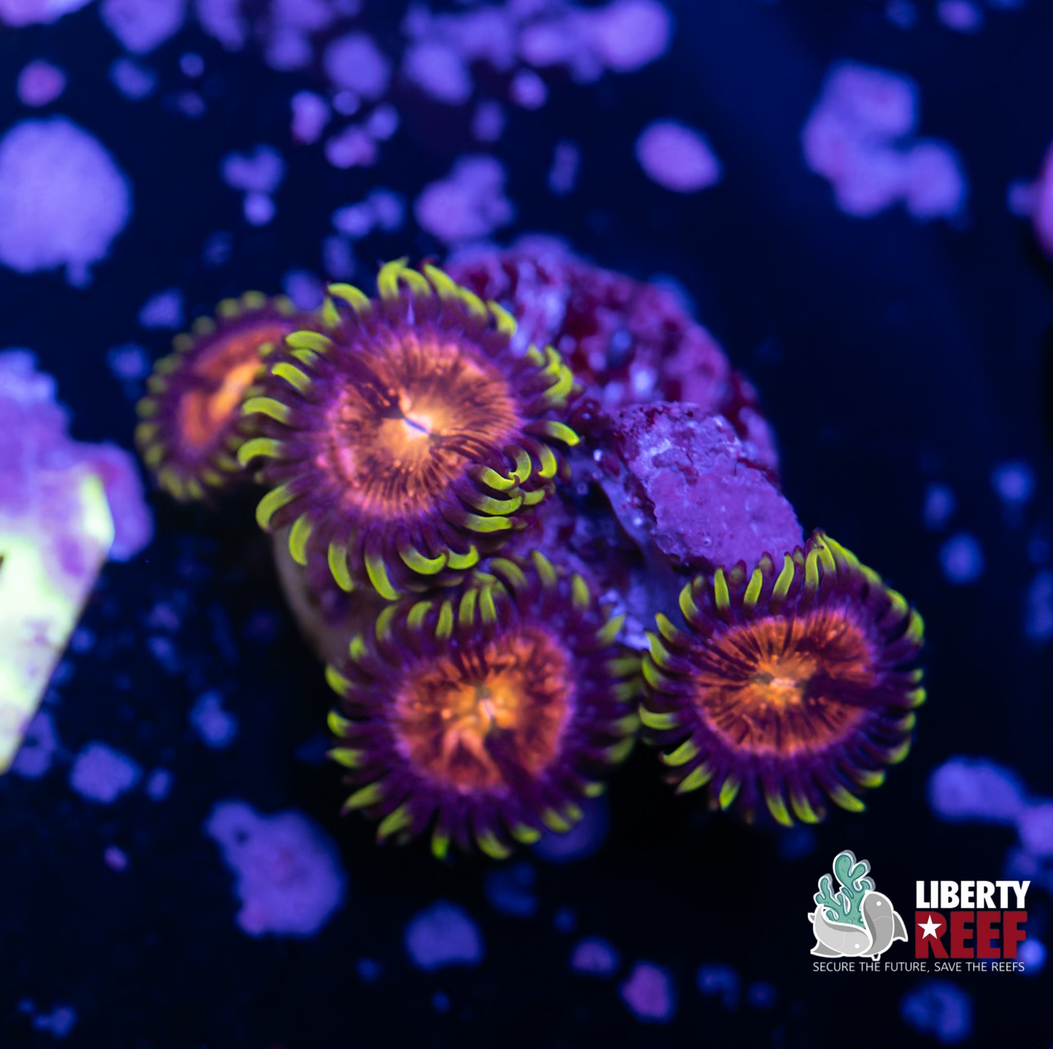 Blowpop Zoas