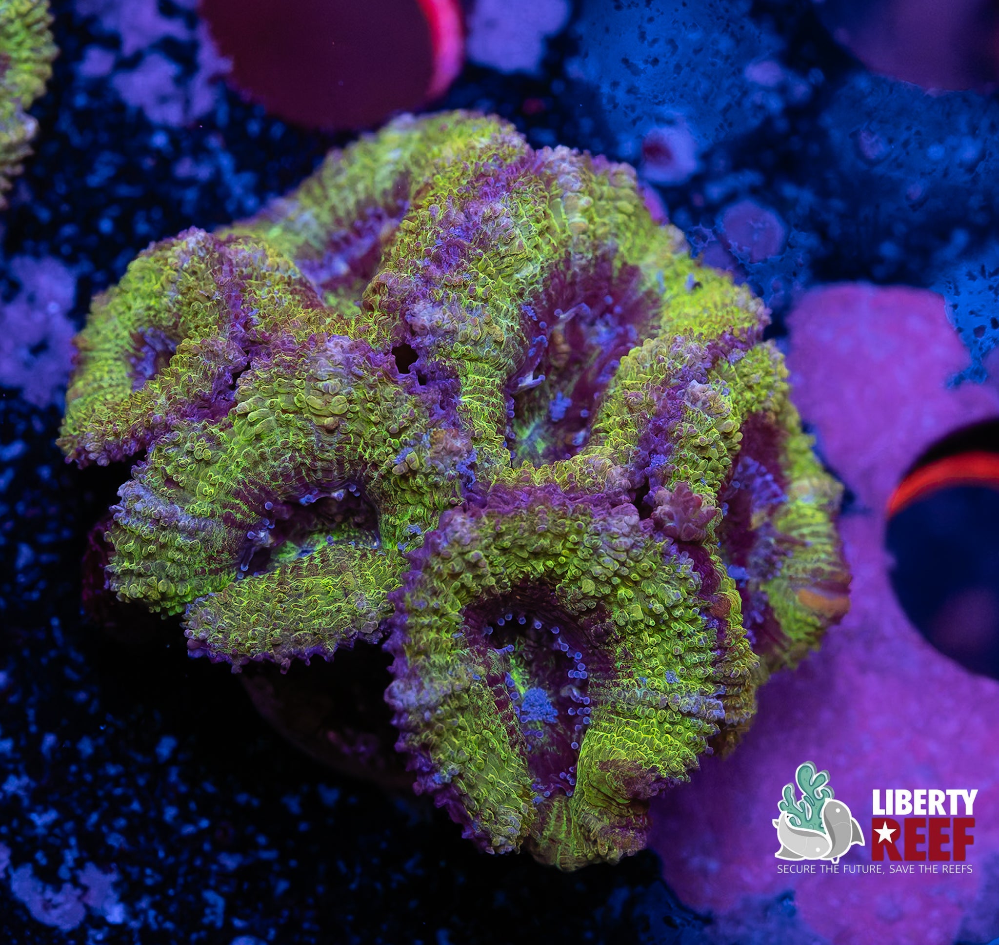 Hulk Acan Chunk