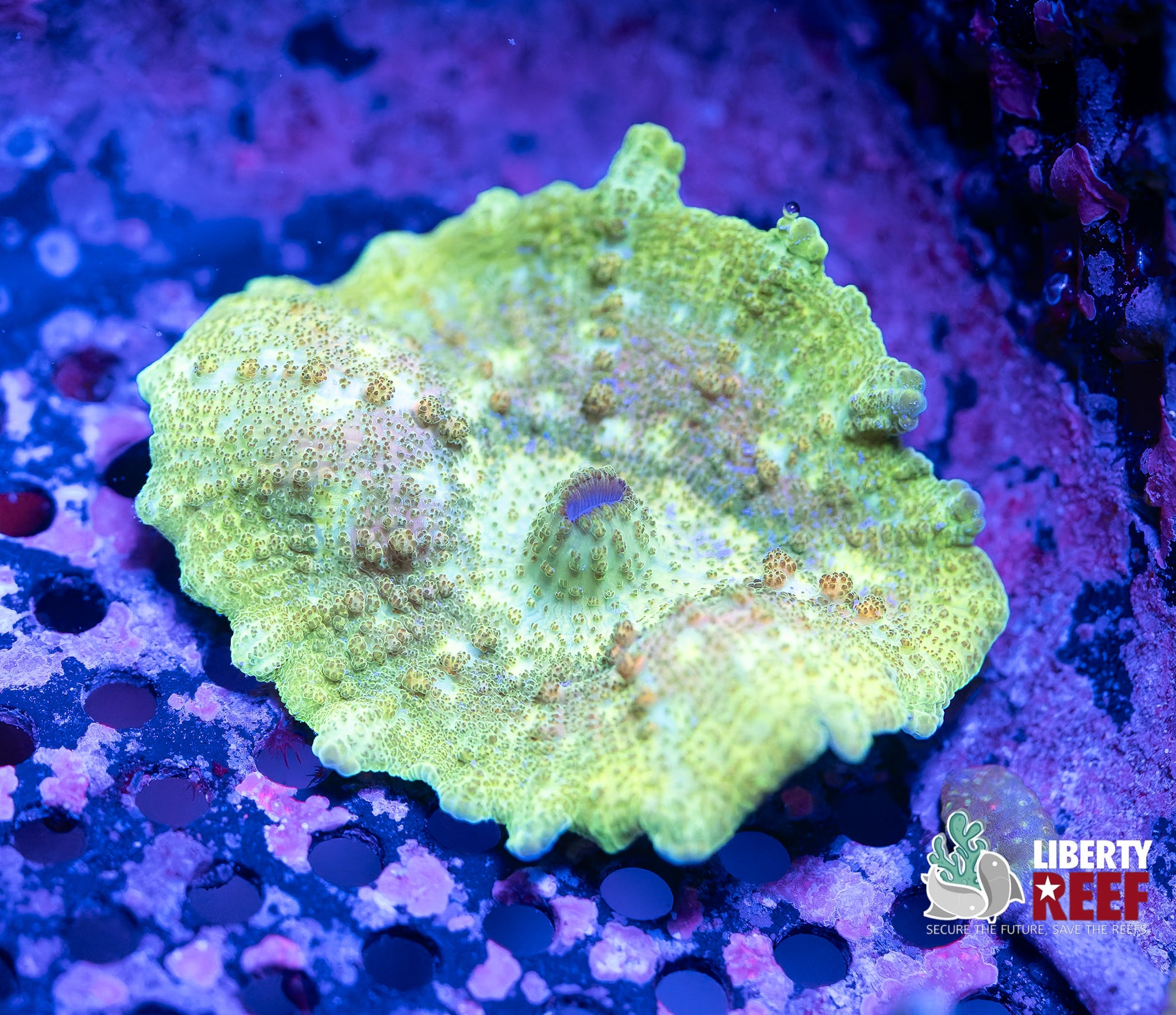Green Martian Neglectus Mushroom
