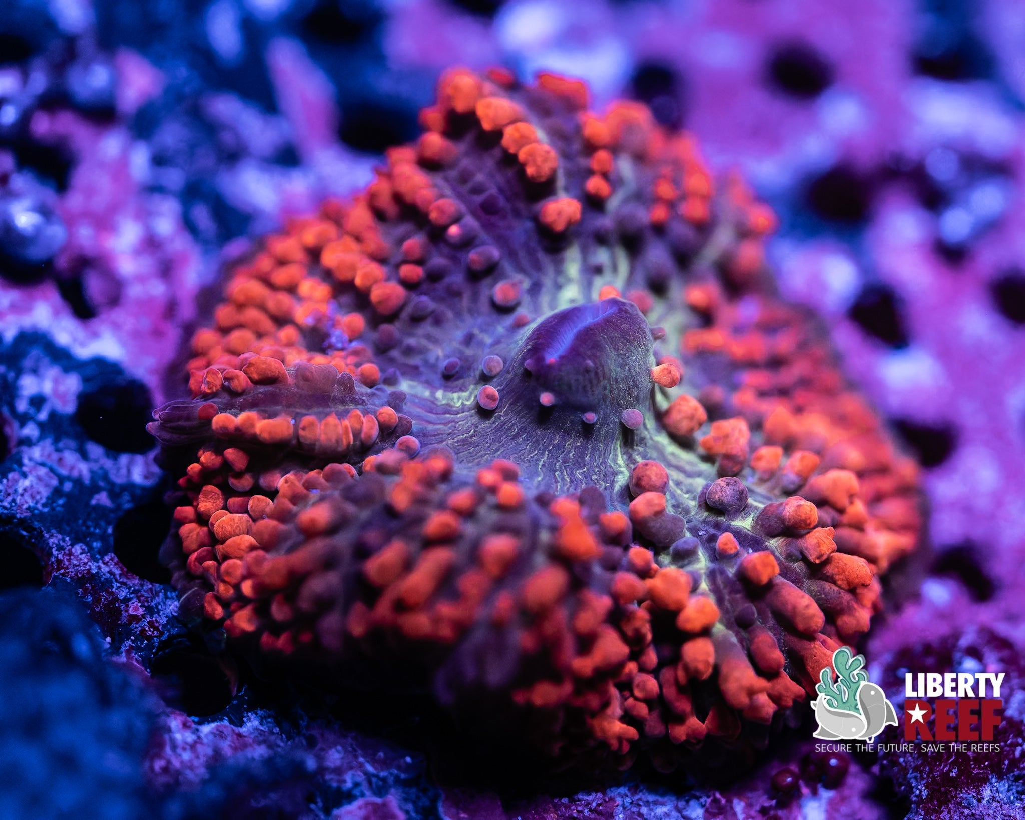 Liberty Reef Auction
