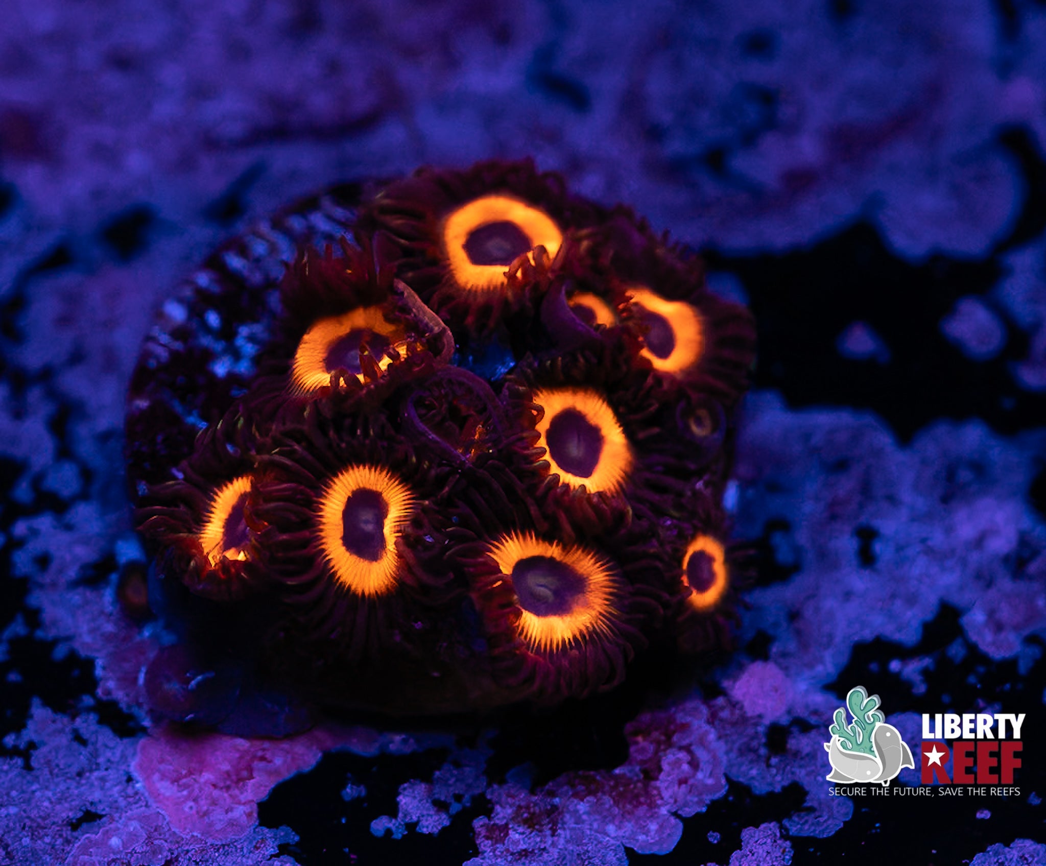 Reverse Bob Marley Zoas