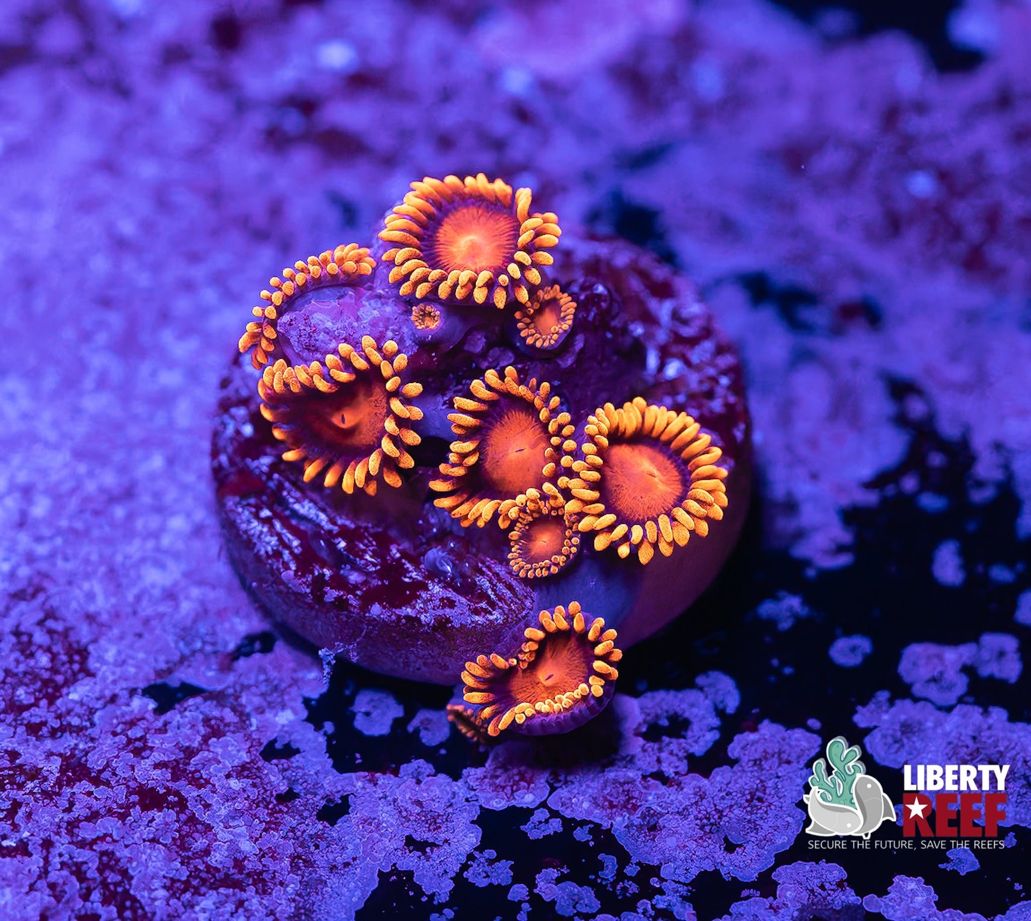Bam Bam Zoas