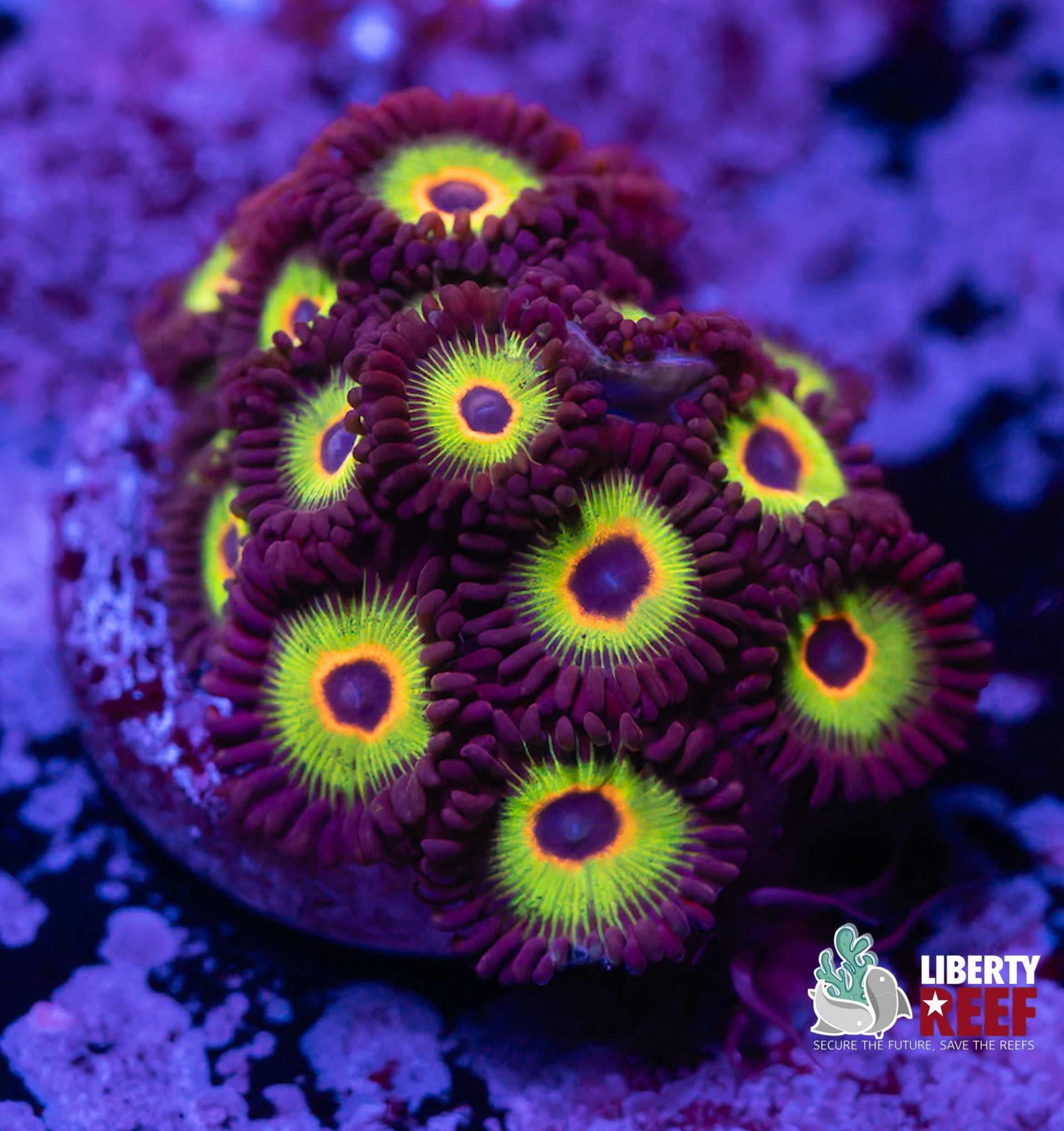 Bob Marley Zoas