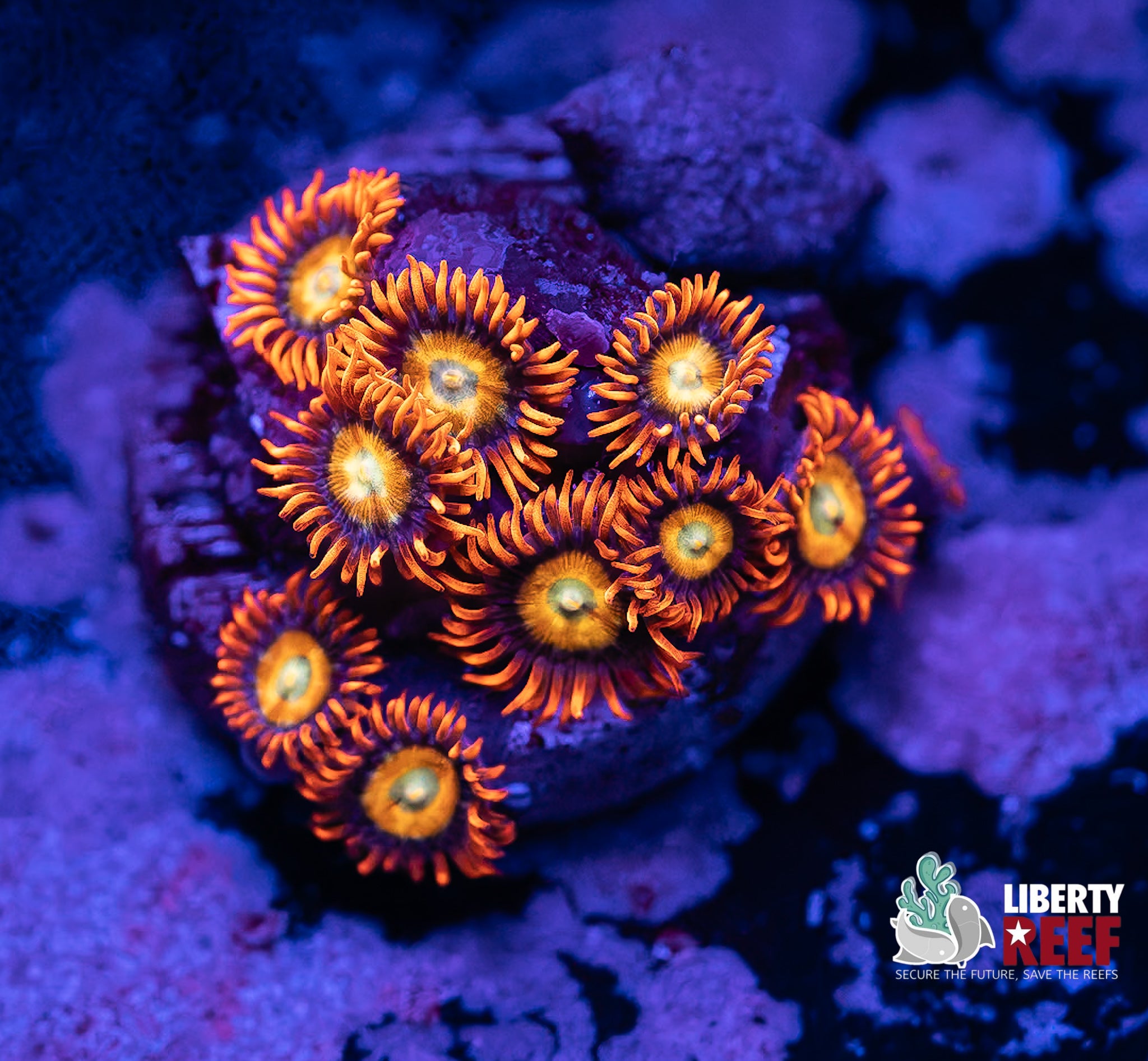 Blondies Zoas
