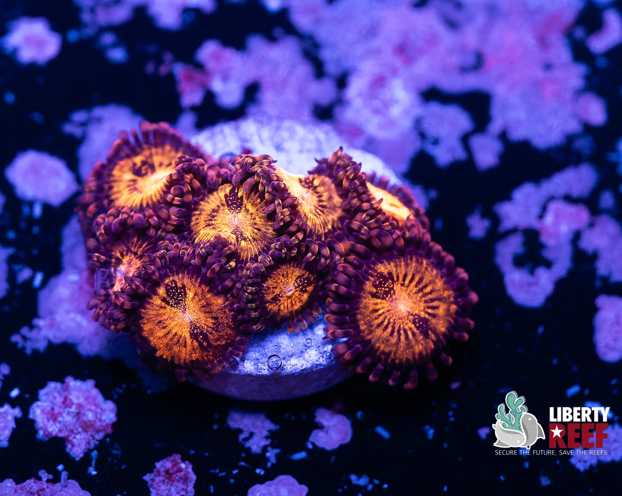 Liberty Reef Auction