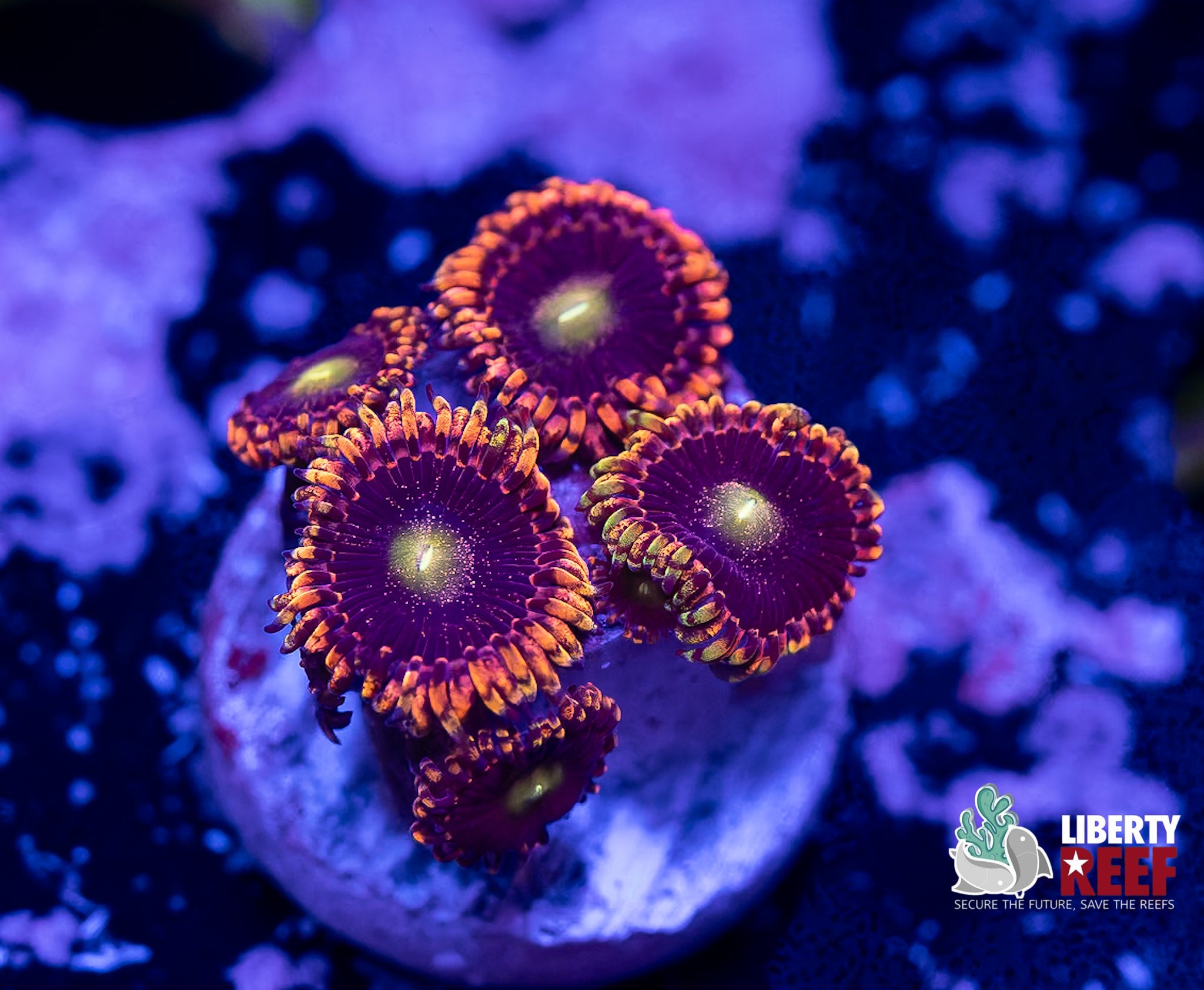 Big R Bozo’s Birthday Zoas