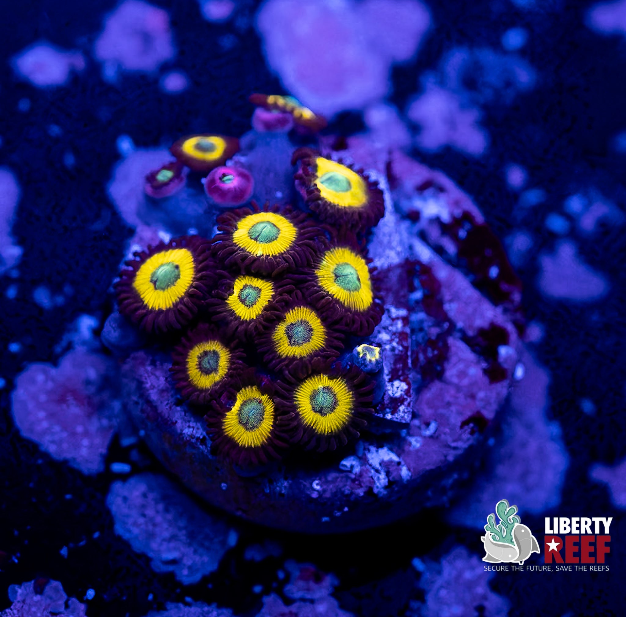 Vulcan Blood Zoas