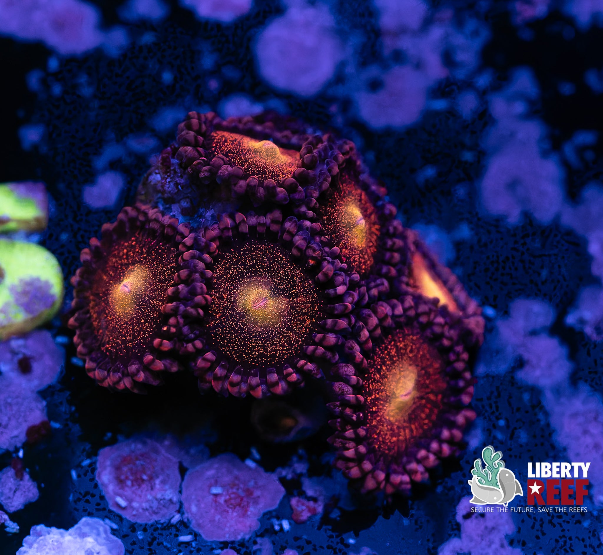 Mohawk Zoas