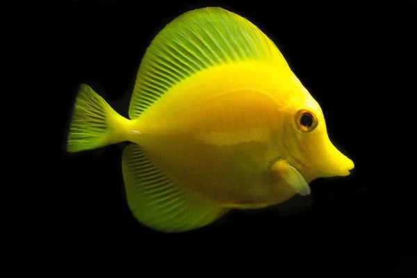 18x Yellow Tang