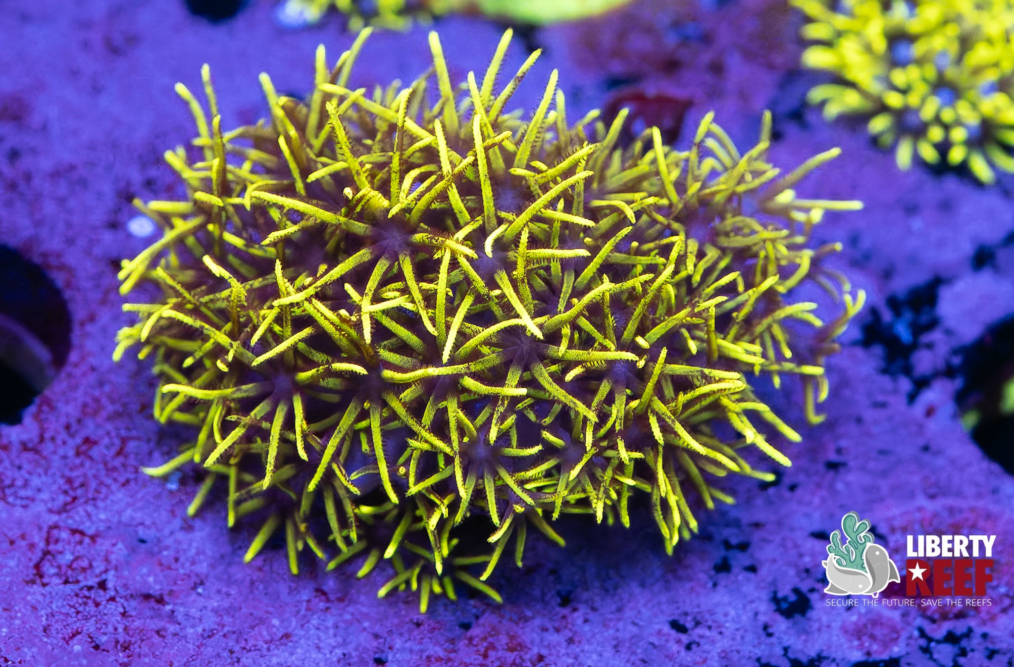 Green Star Polyps