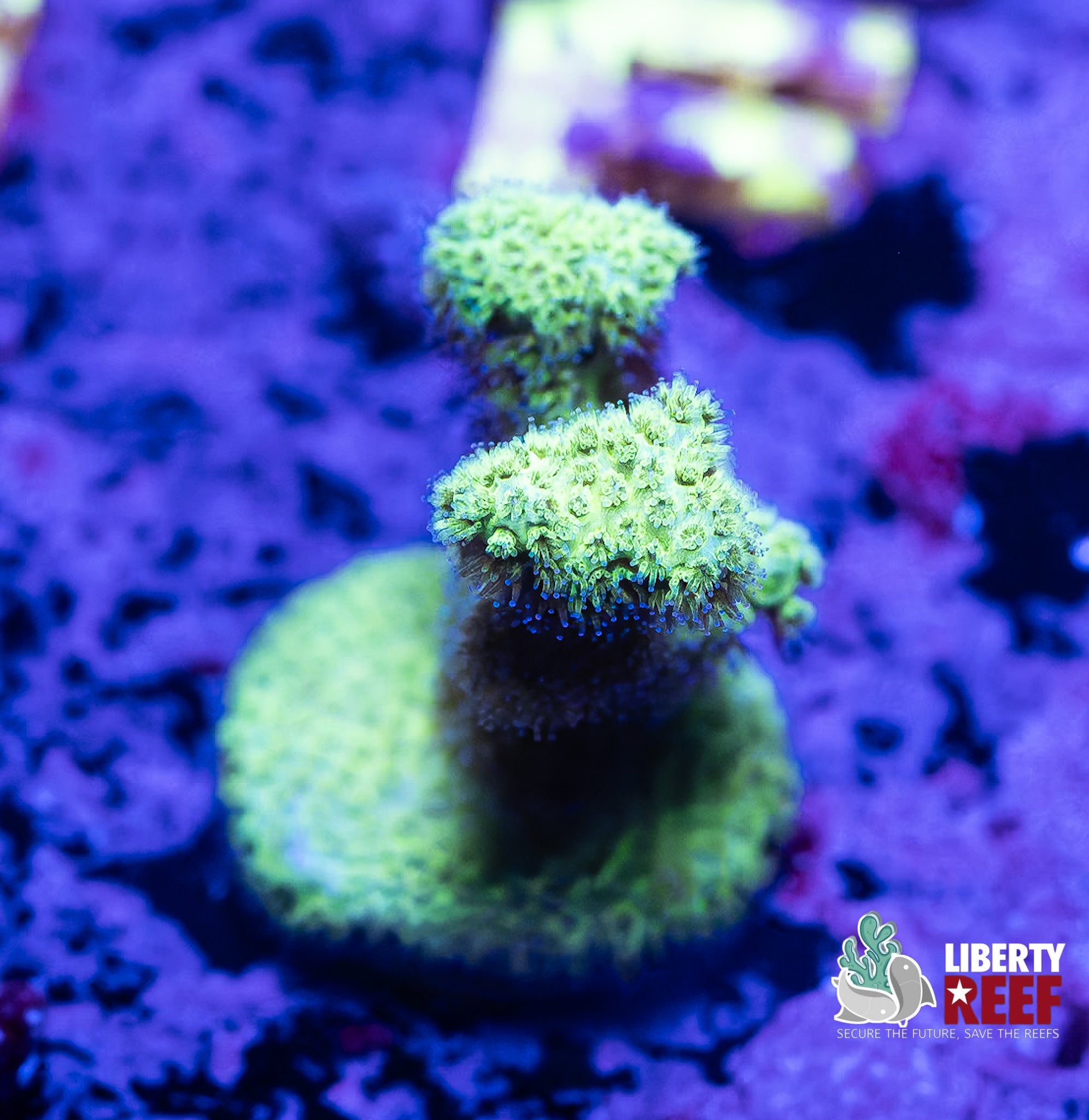 Green Ice Leptastrea