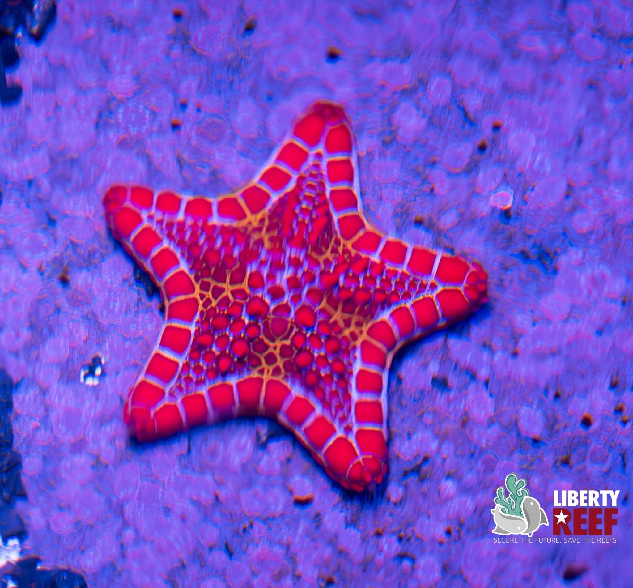Sea Biscuit Starfish
