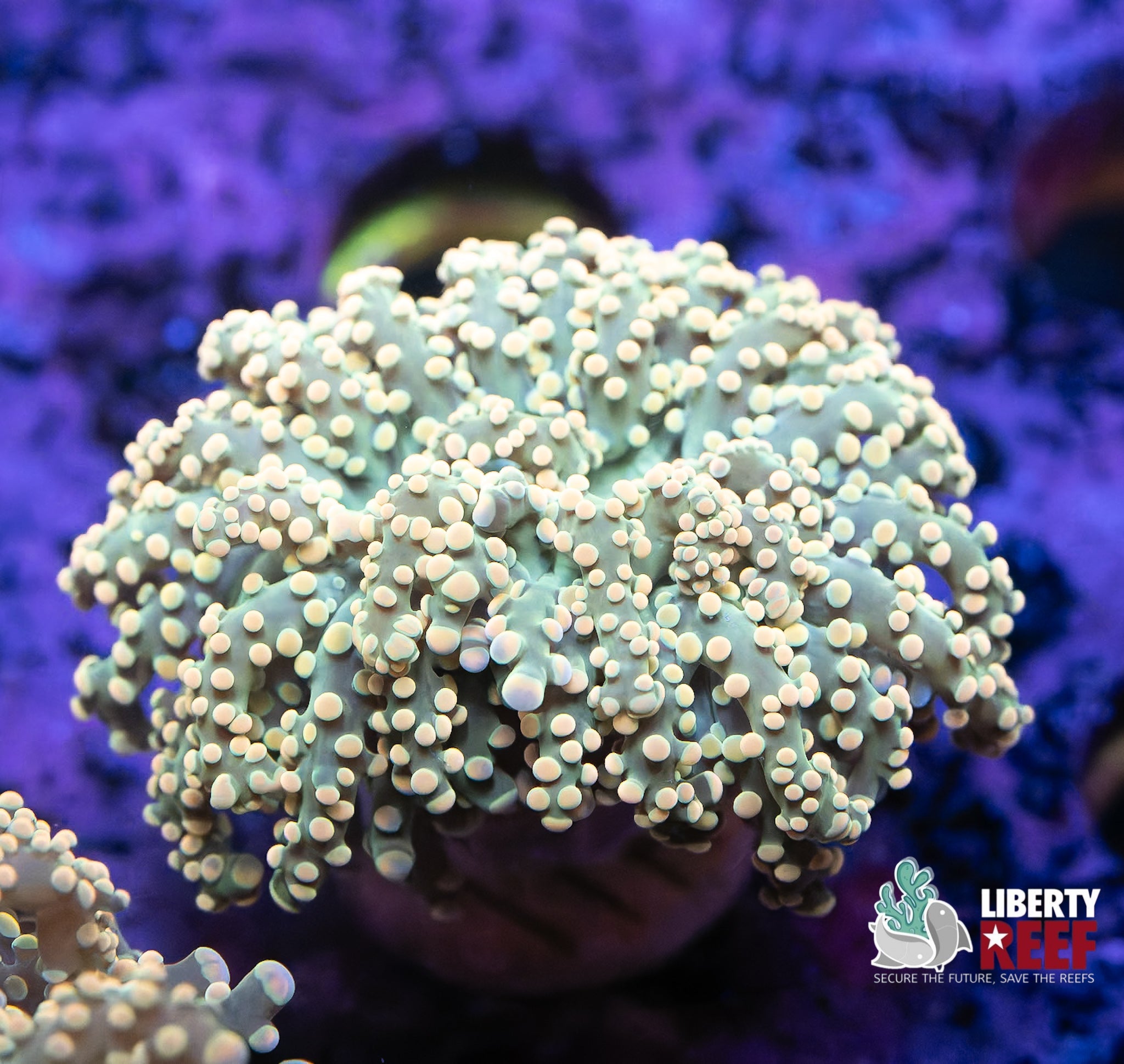 Lemon Tree Ocrospawn