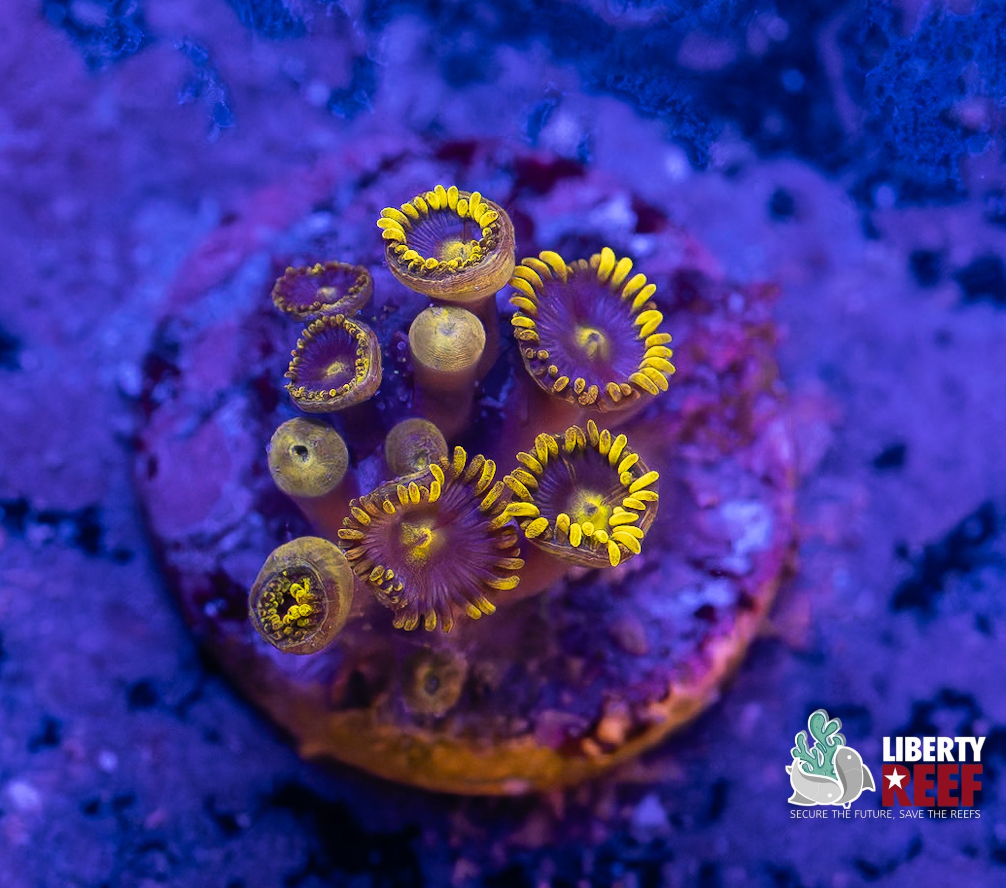 Blueberry Fields Zoas