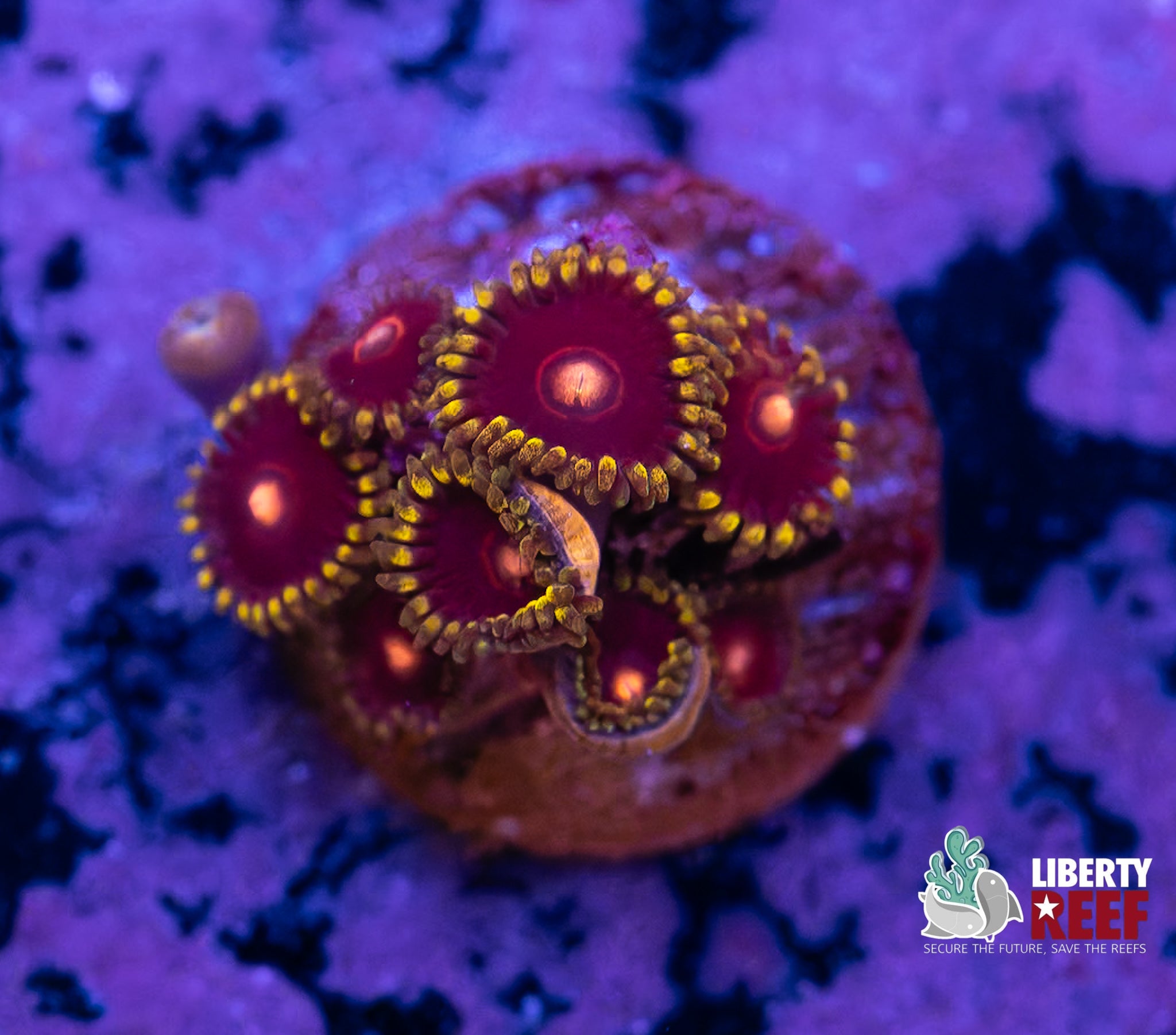 King Jawbreaker Hornet Zoas