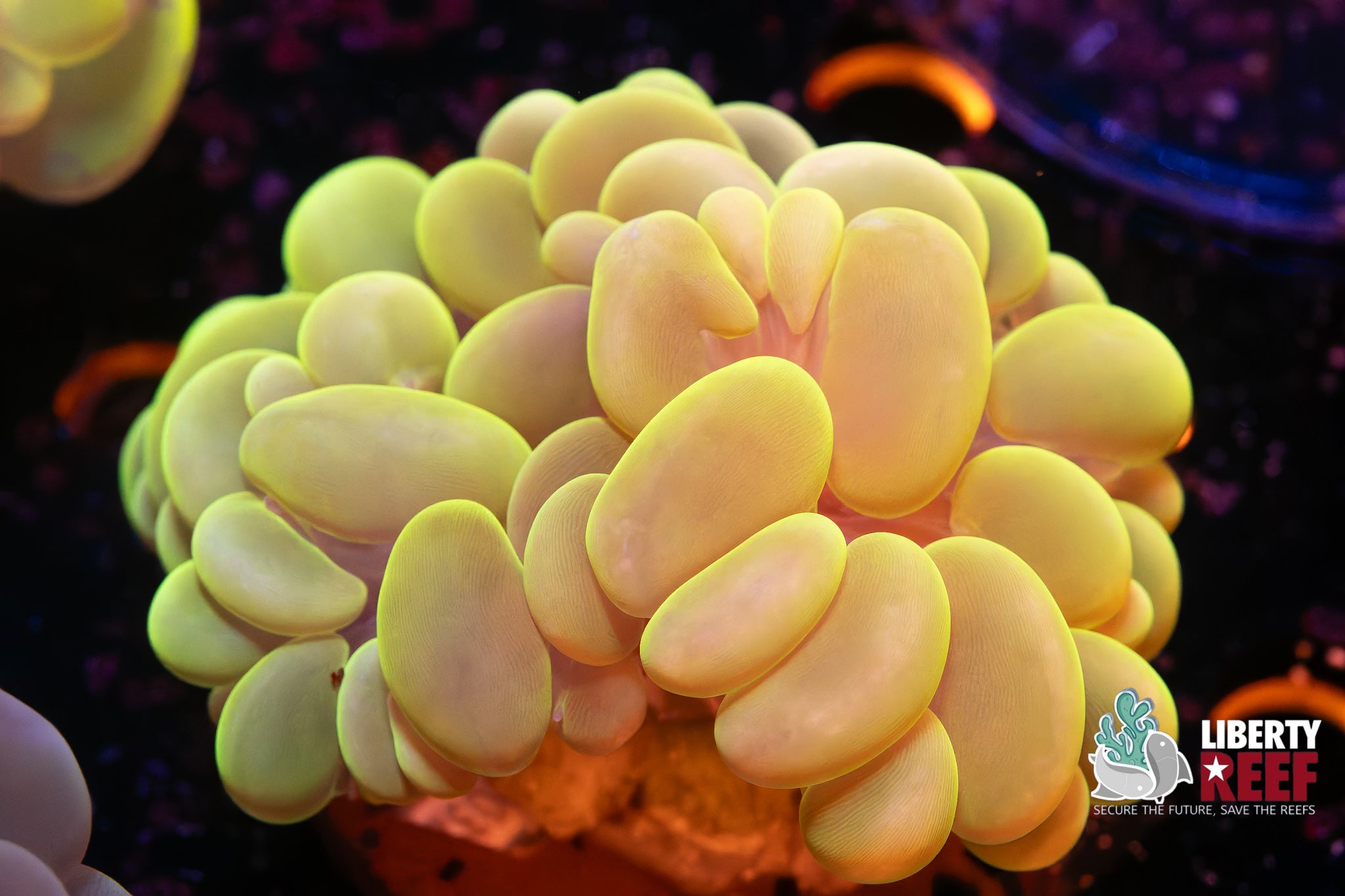 Electric Bubble Coral