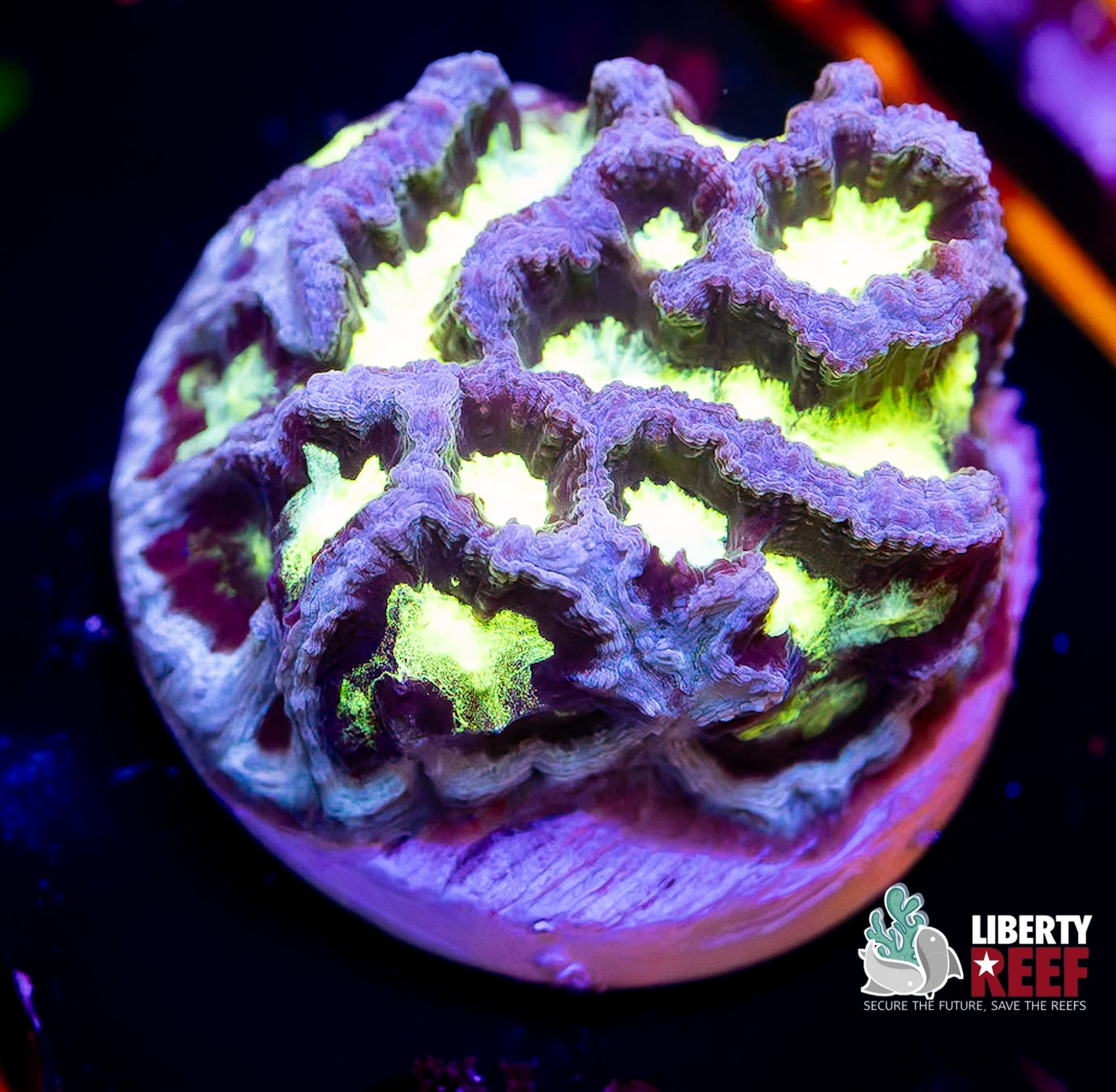 Nuclear Maze Coral