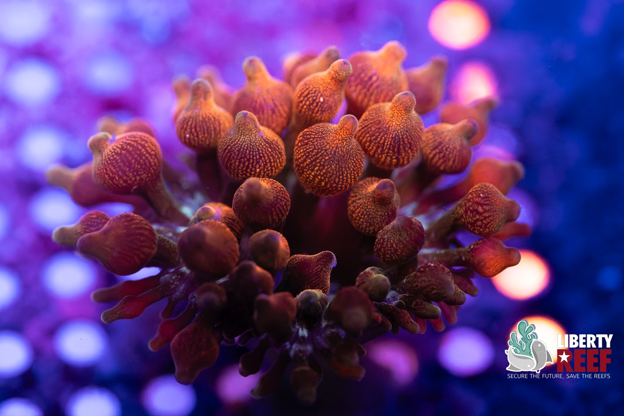 Ruby Red Bubble Tip Anenome