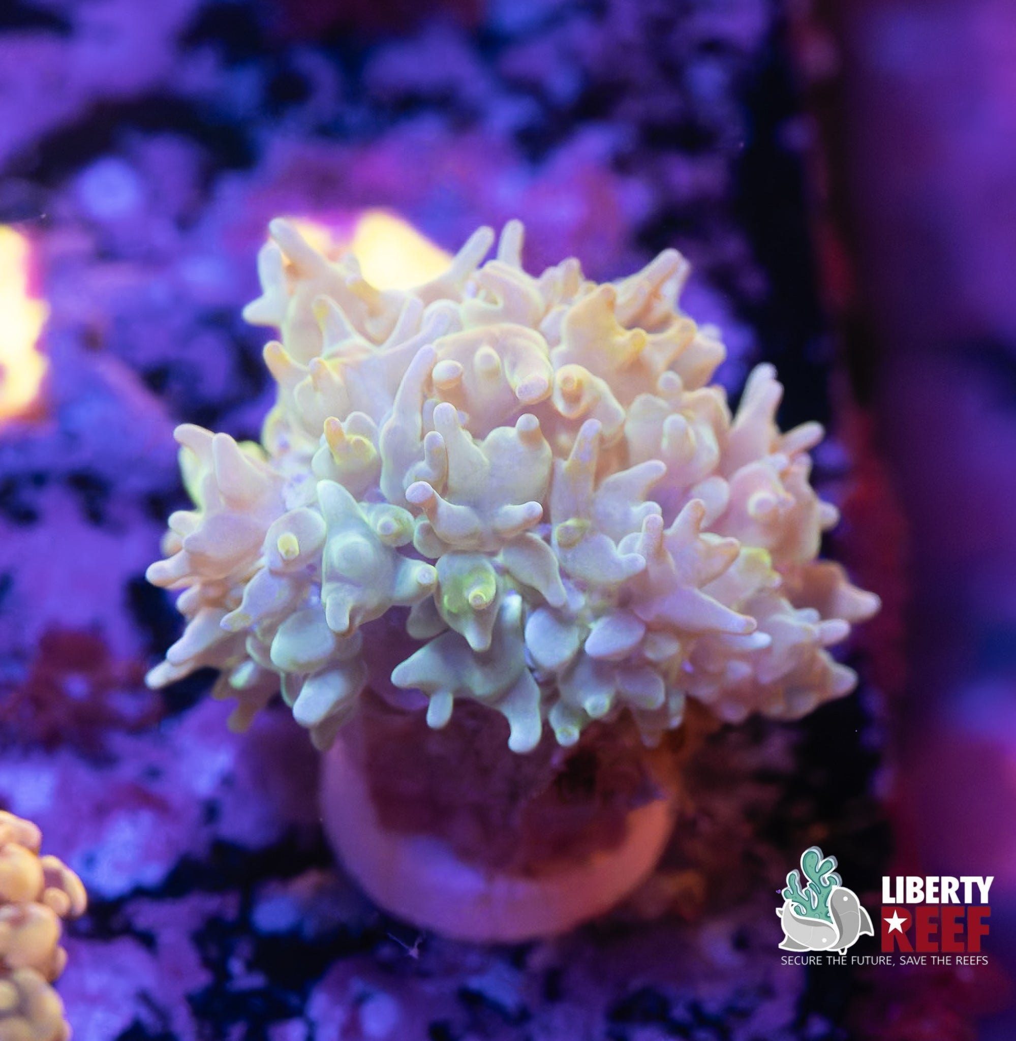 Pearl Bubble Coral