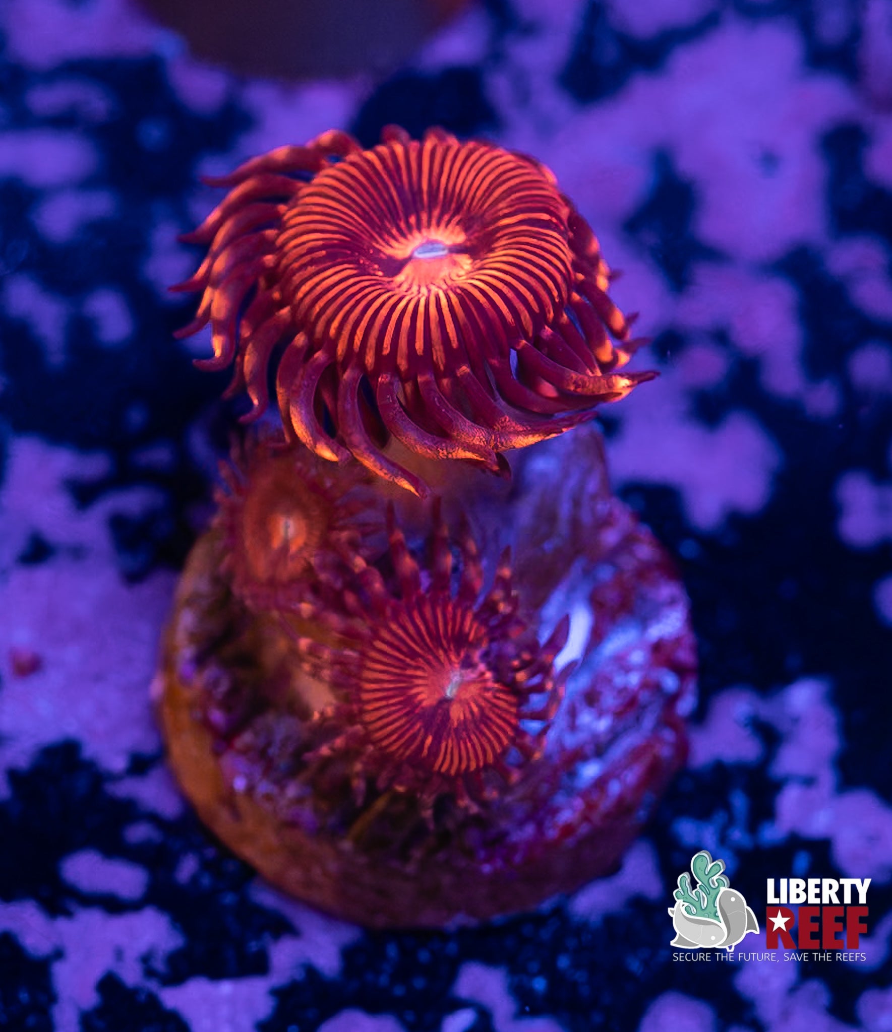 Nightcrawler Zoas