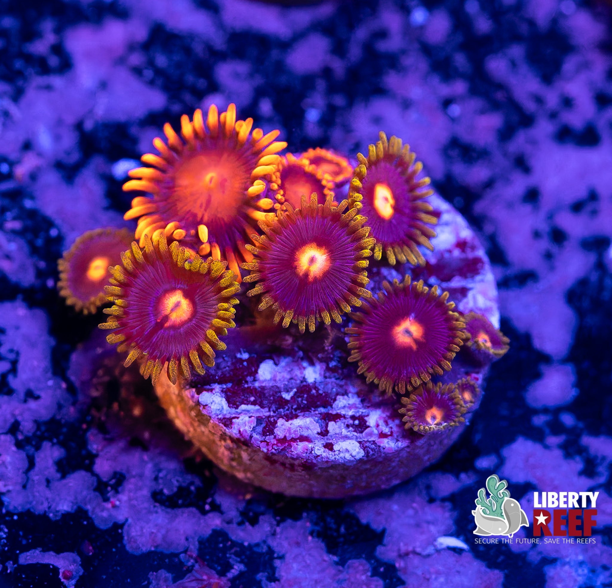Bam Bam Combo Zoas
