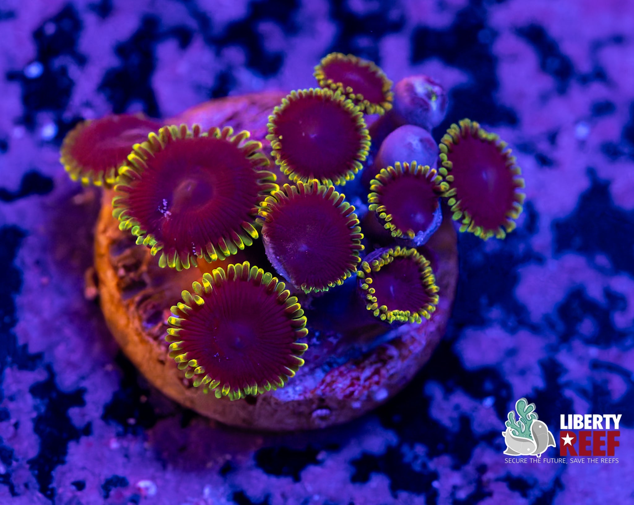 WWC Purple Heart Zoas