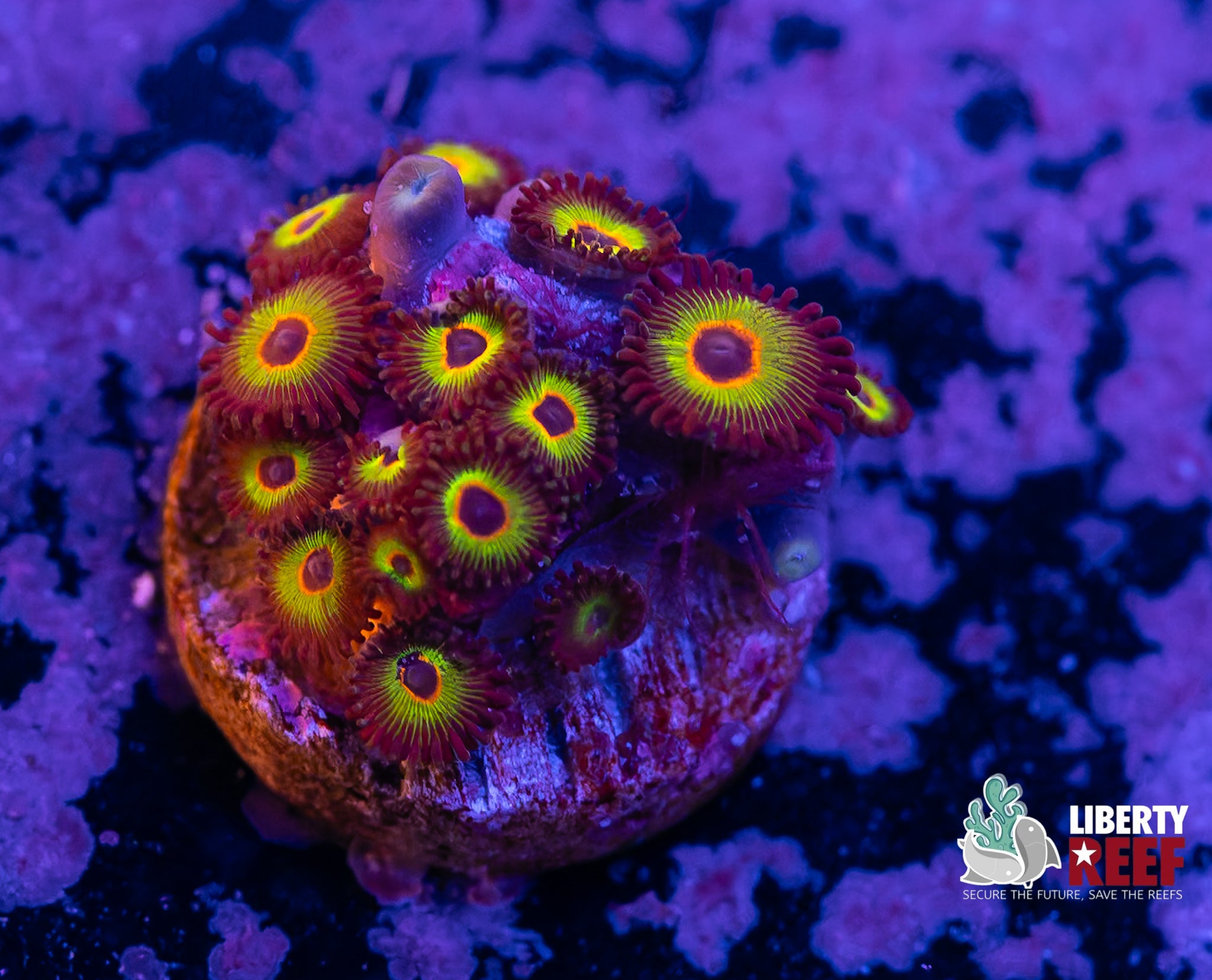 Bob Marley Zoas