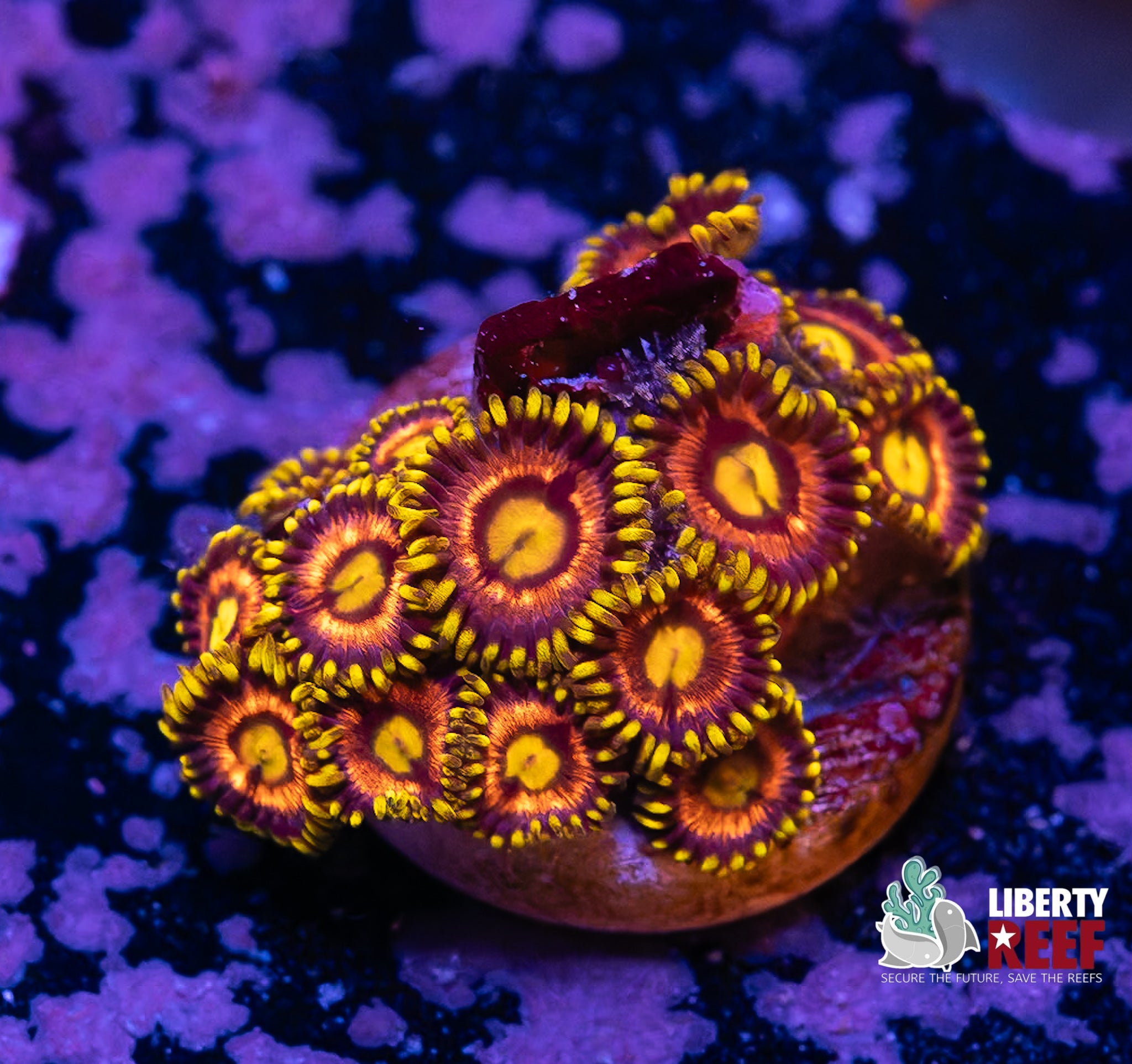 Laser Lemon Zoas