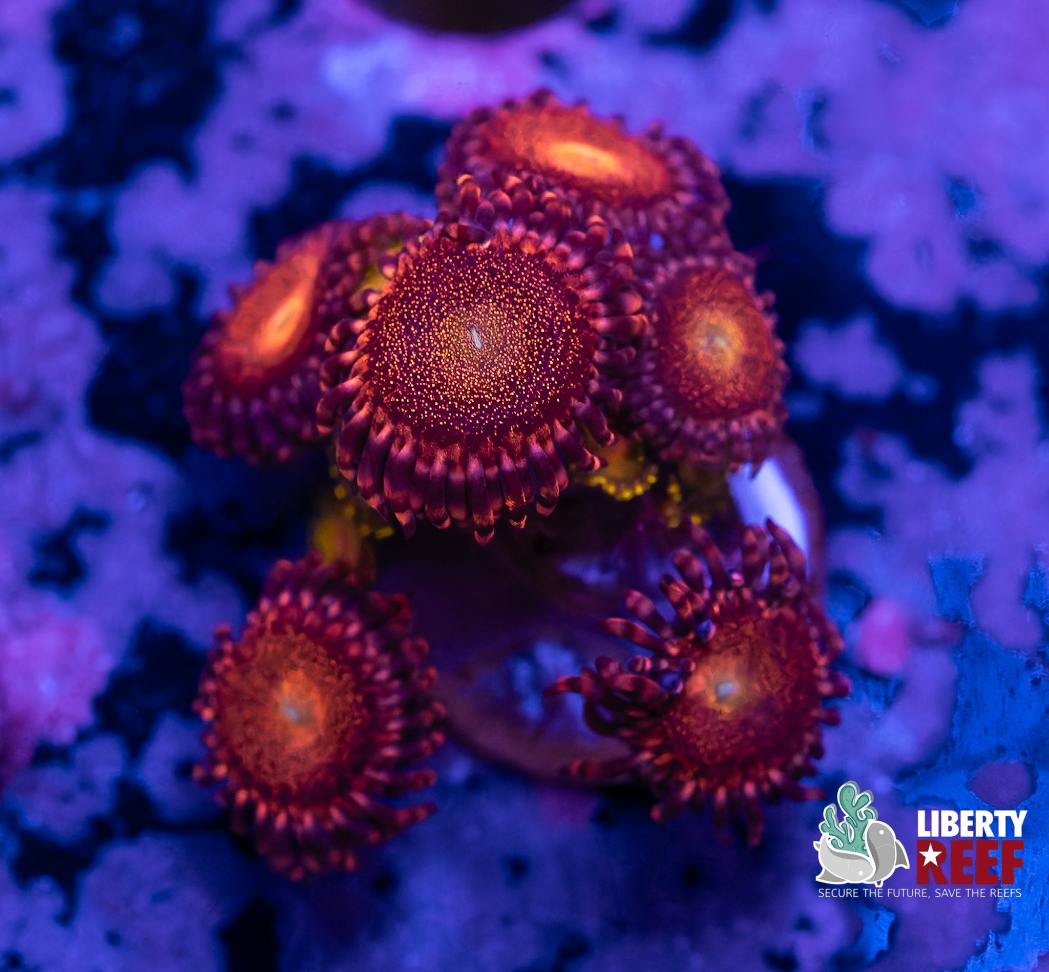 Mohawks / Golden God Zoas