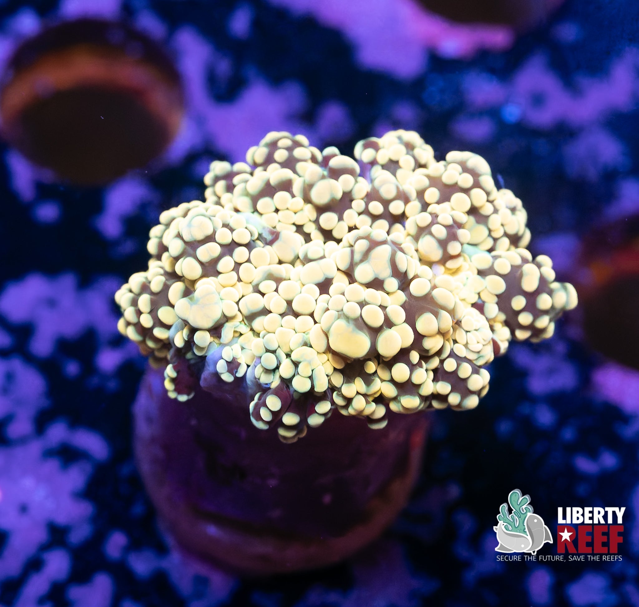 Princess Peach Octospawn